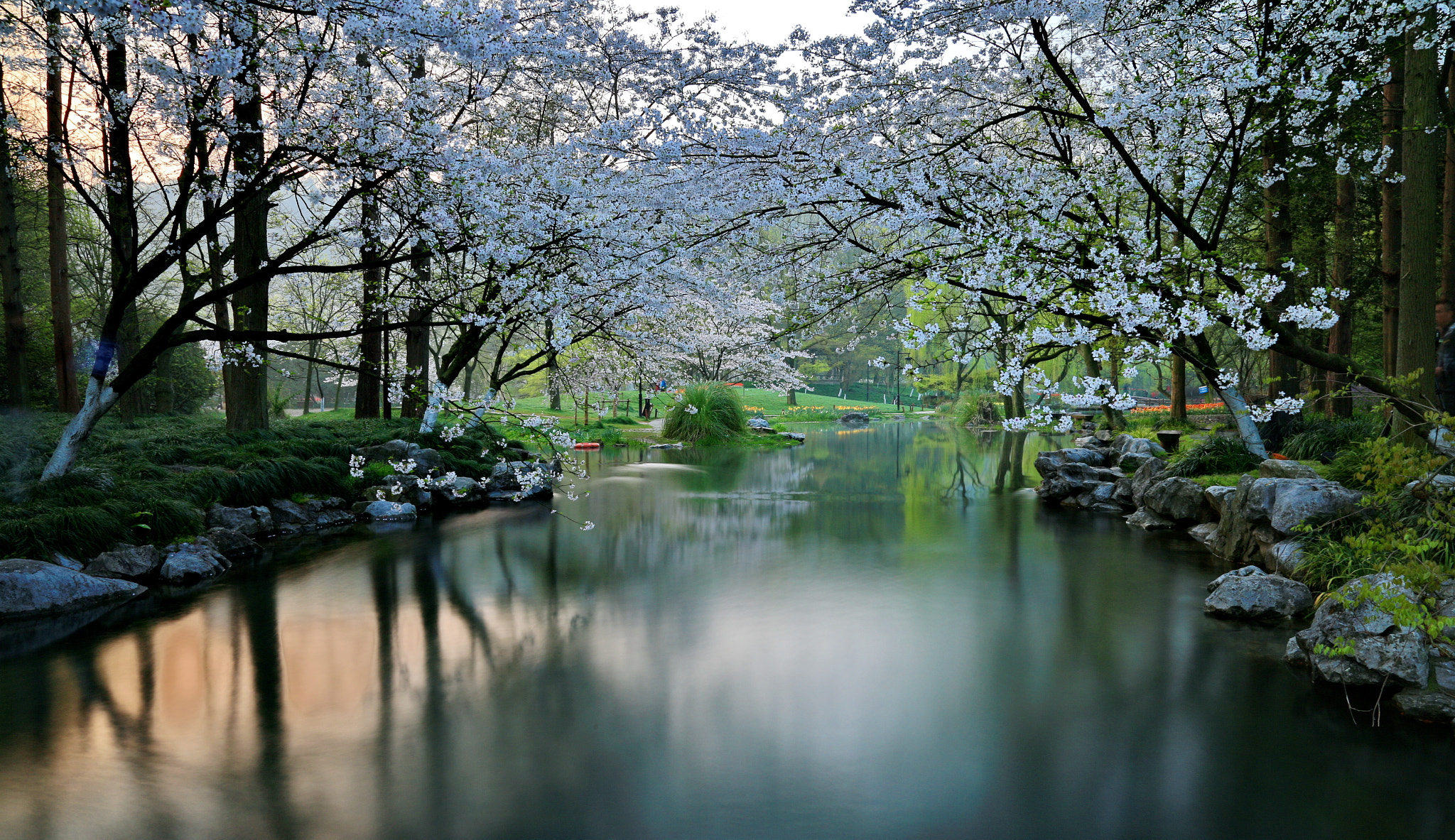 Canon EOS-1D X sample photo. Sacura river photography