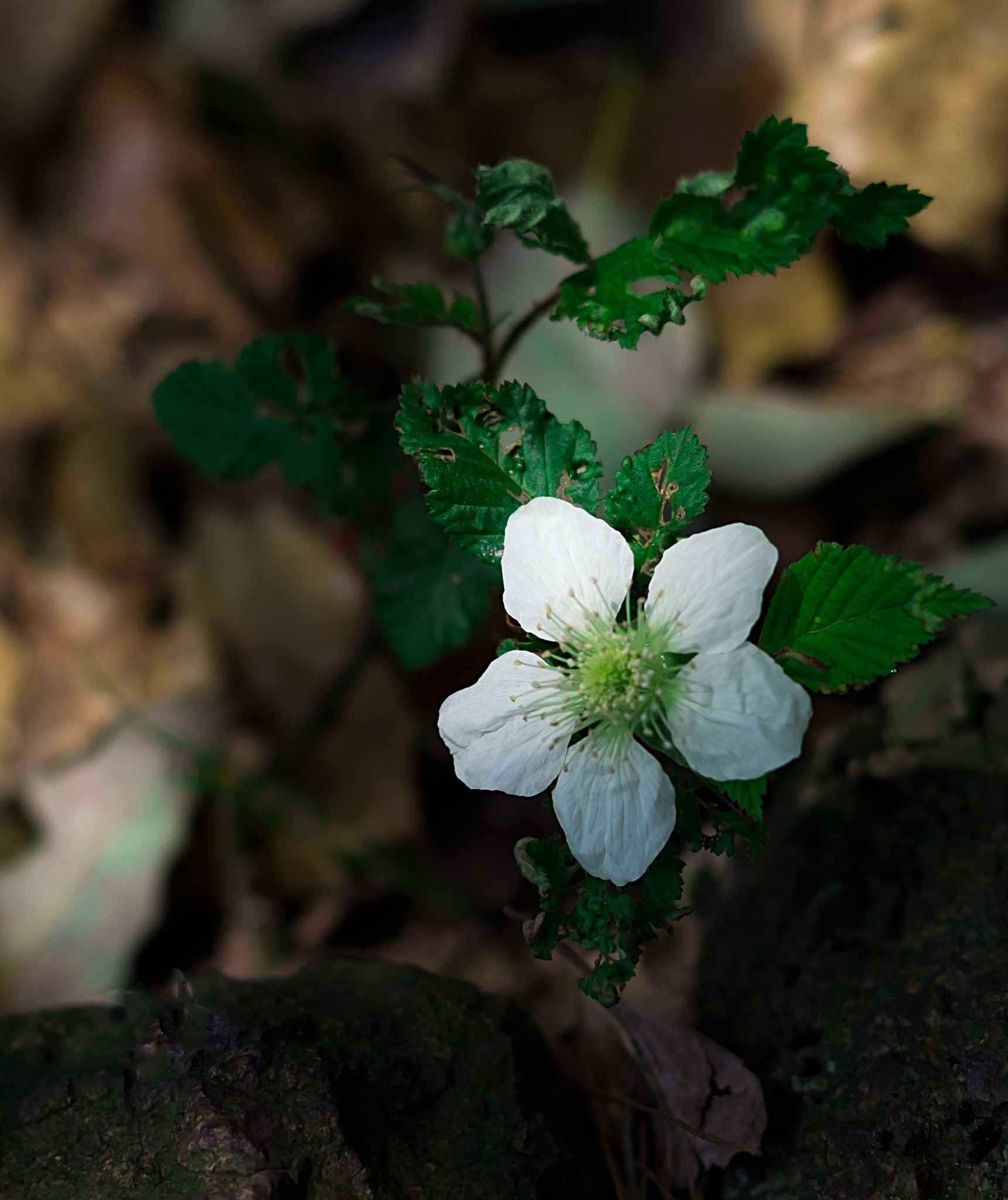 Pentax smc DA 50mm F1.8 sample photo