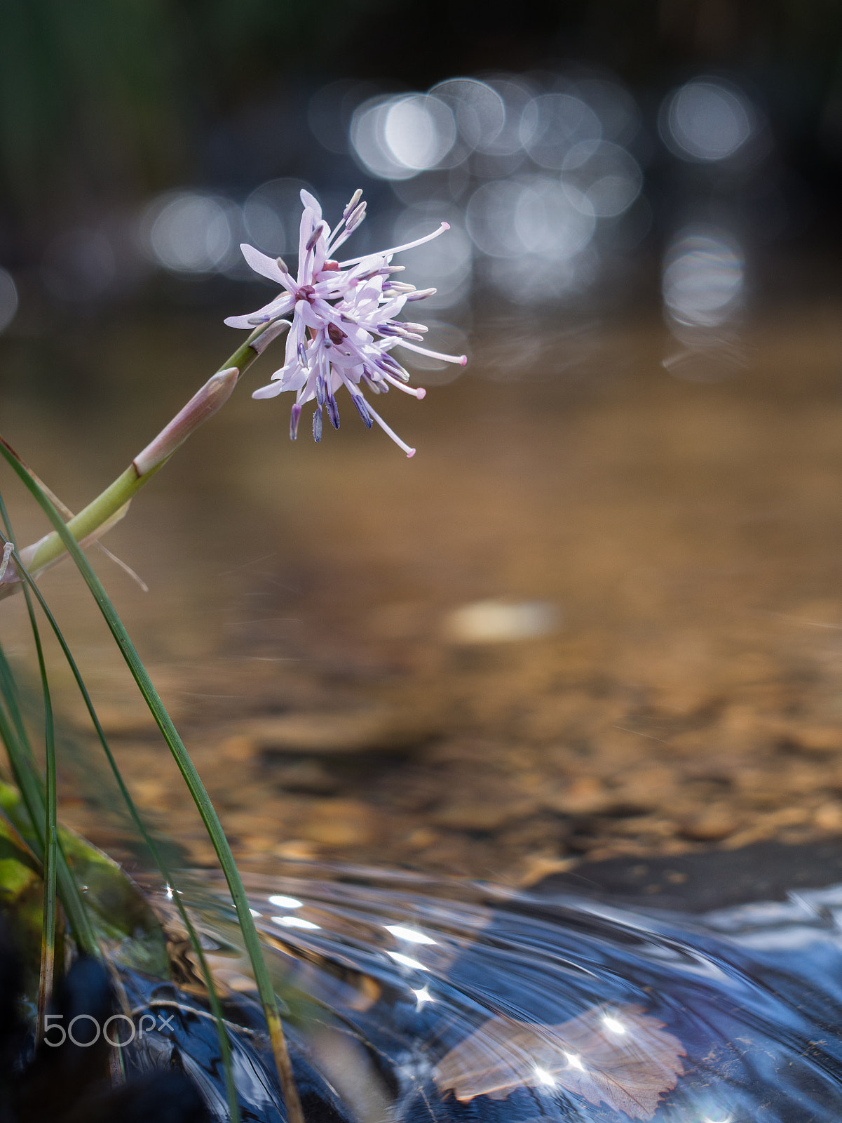 Olympus PEN E-PL5 sample photo. Spring has come photography