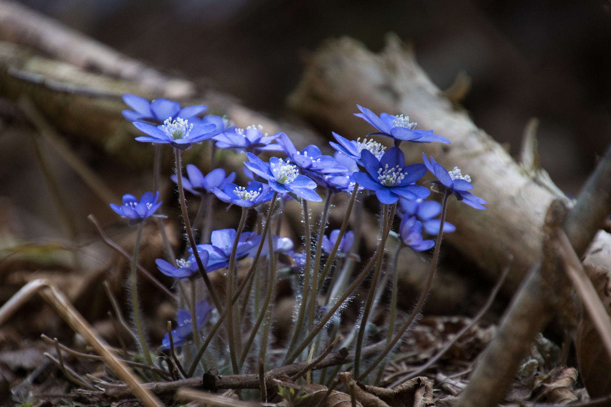 Tamron 16-300mm F3.5-6.3 Di II VC PZD Macro sample photo. Gemeinsam stark photography