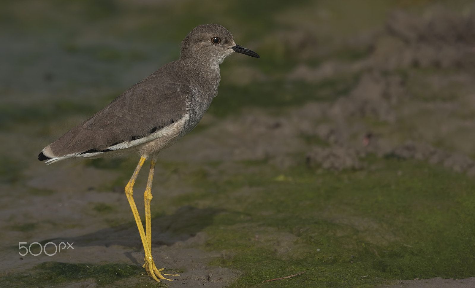 Nikon D750 sample photo. White tailed lapwing photography