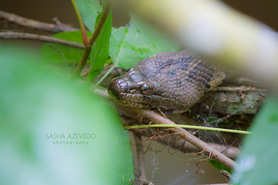 Canon EOS 7D sample photo. Brown water snake photography
