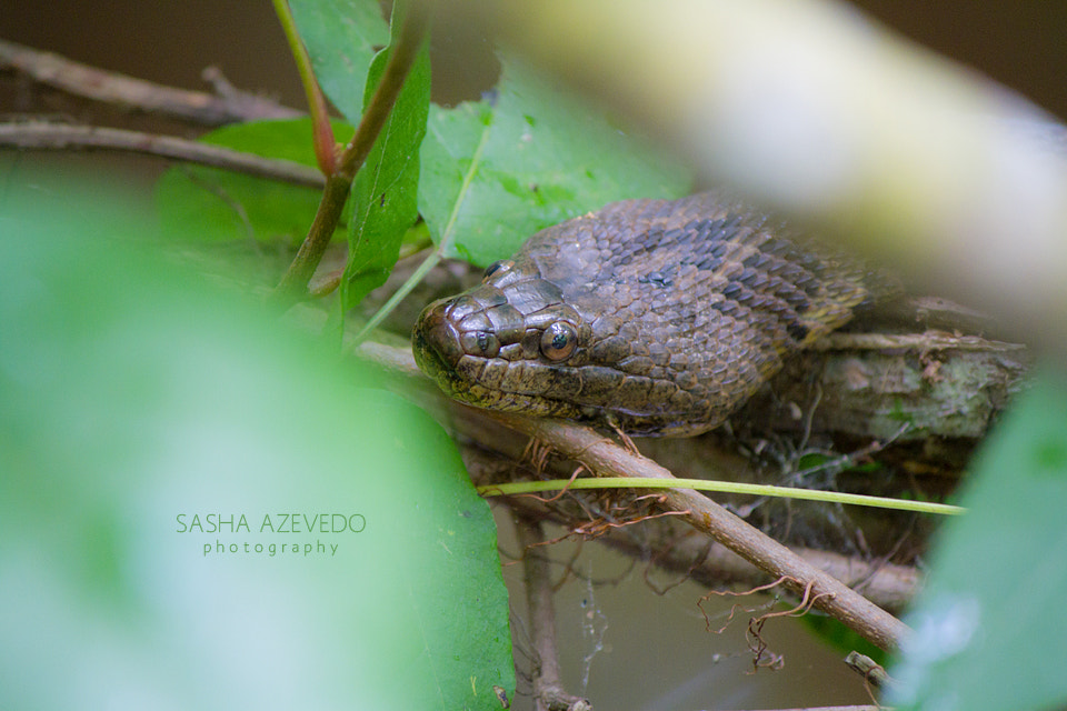 Canon EF-S 55-250mm F4-5.6 IS II sample photo. Brown water snake photography