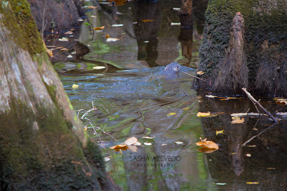 Canon EOS 7D sample photo. River otter photography