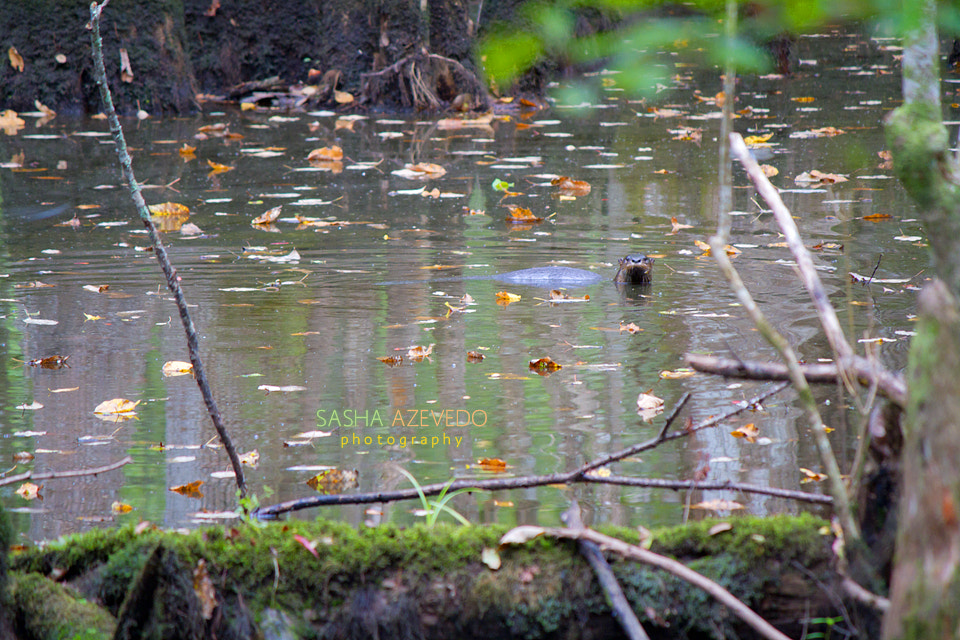 Canon EF-S 55-250mm F4-5.6 IS II sample photo. River otter photography