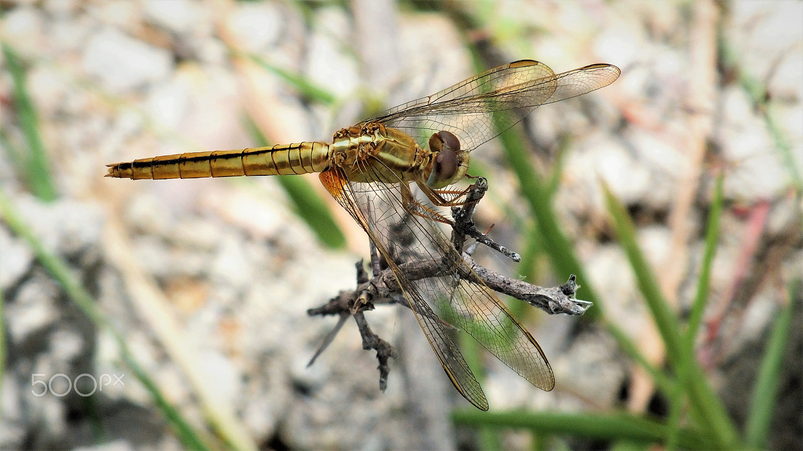 Fujifilm FinePix HS28EXR sample photo. Golden dragonfly photography