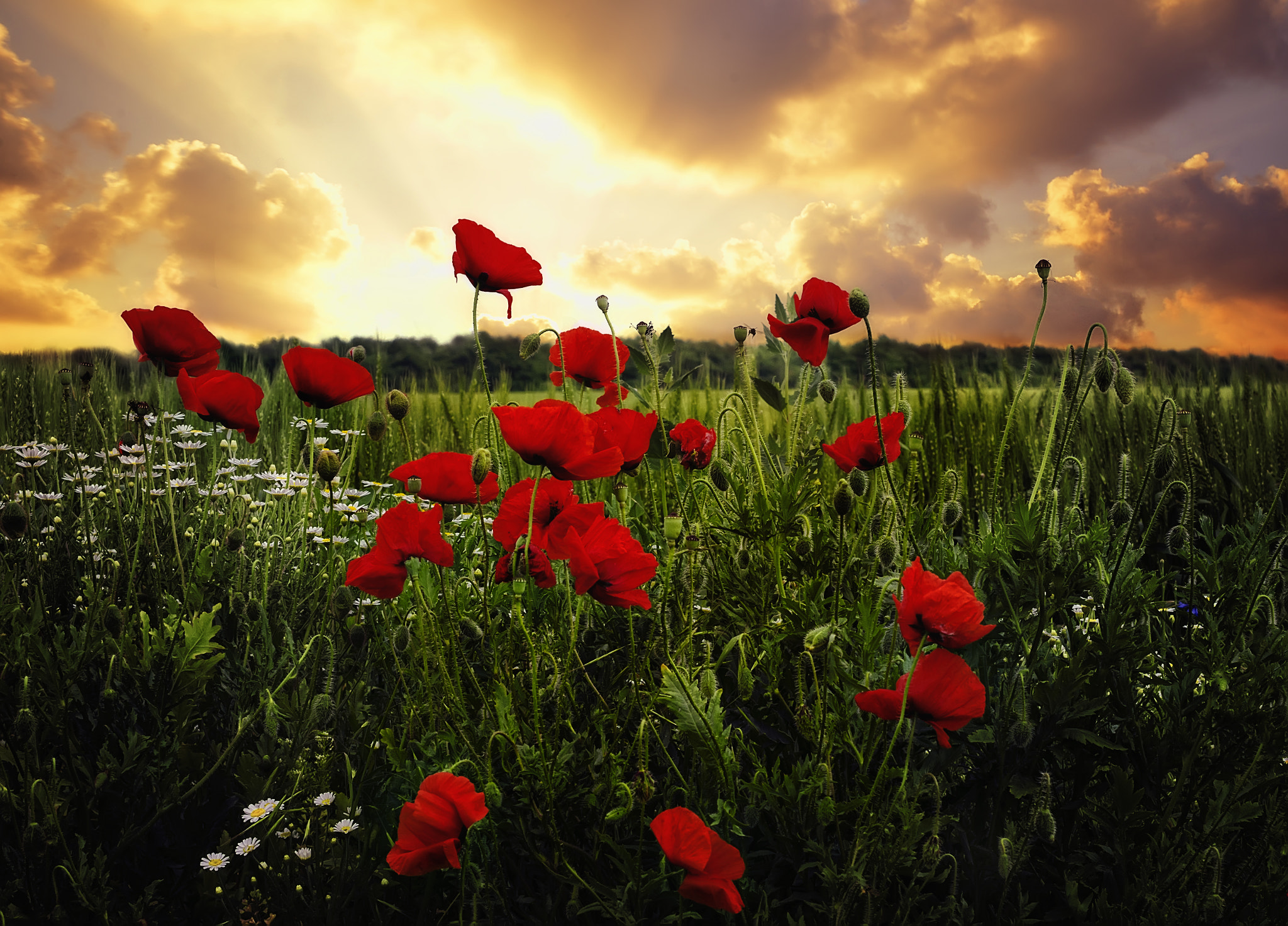 Nikon D7000 + Nikon AF-S Nikkor 50mm F1.4G sample photo. Poppies at sunset photography