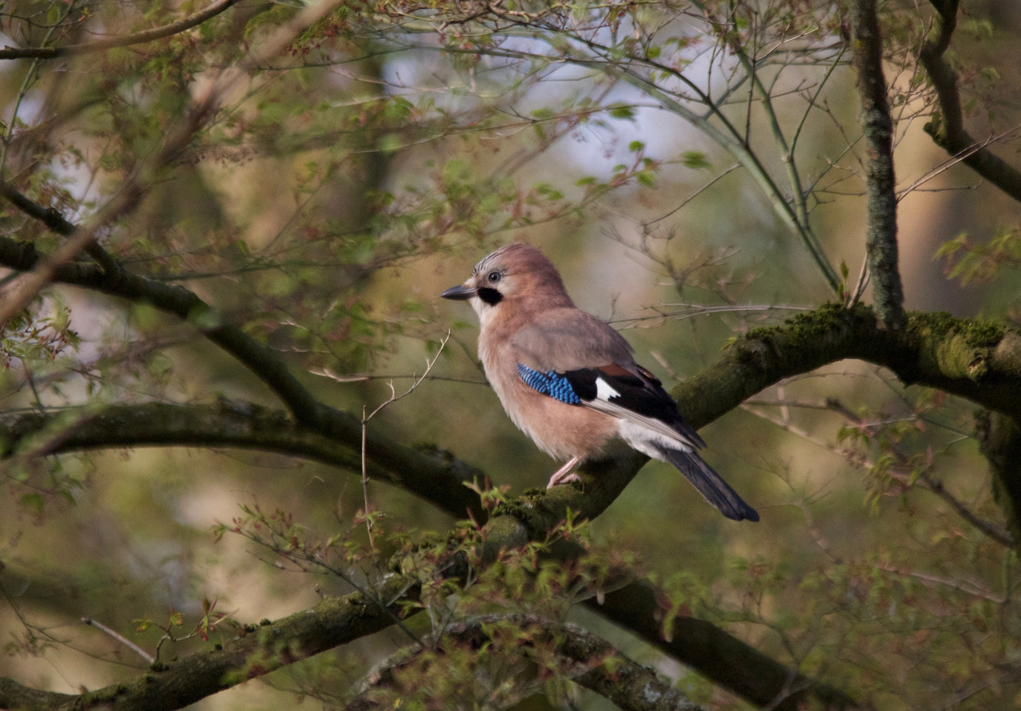 Sigma 150-500mm F5-6.3 DG OS HSM sample photo. Jay photography