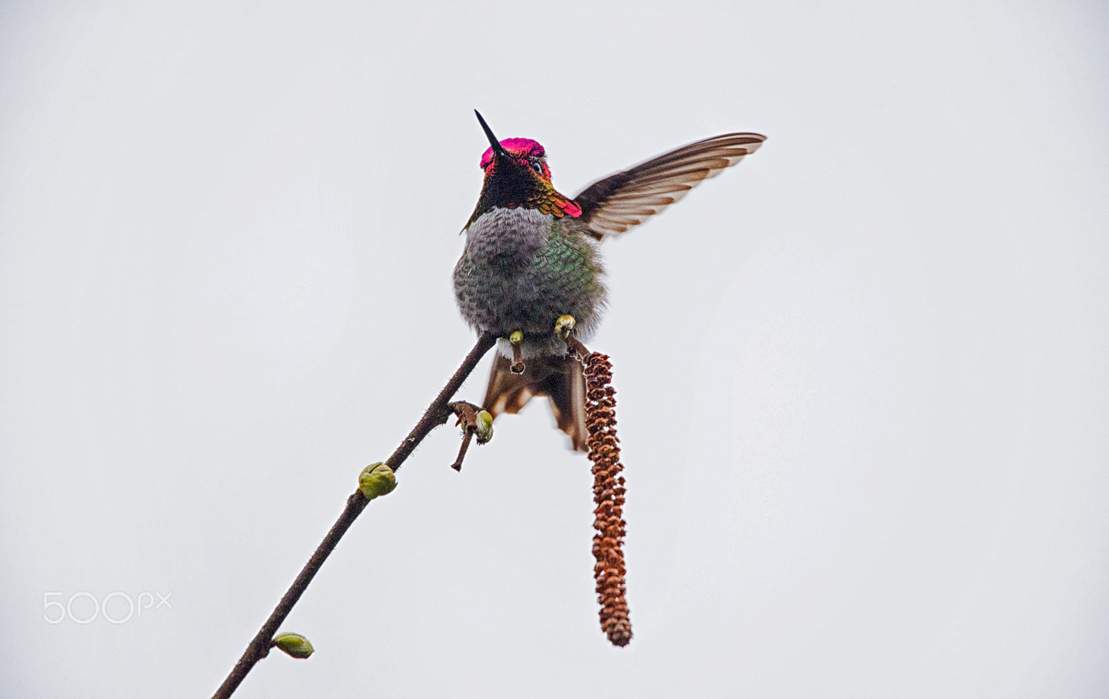 Sigma 150-600mm F5-6.3 DG OS HSM | C sample photo. Take off photography