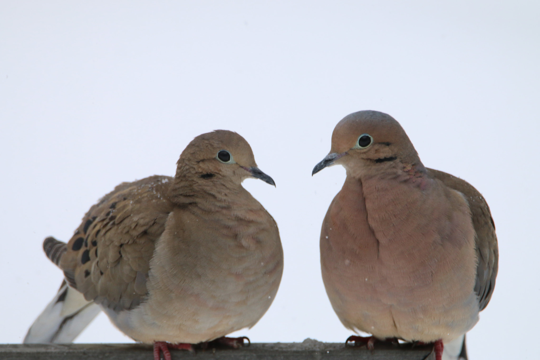 Tamron SP 150-600mm F5-6.3 Di VC USD sample photo. Bff's photography
