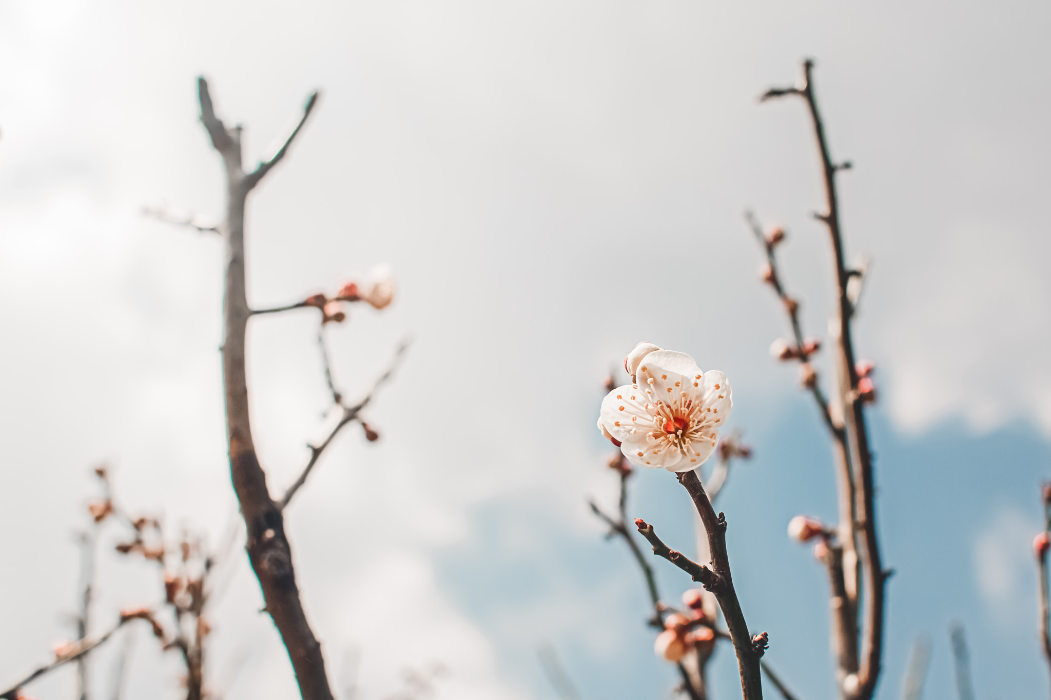 Canon EOS 6D + Canon EF 28mm F1.8 USM sample photo. New flower  photography