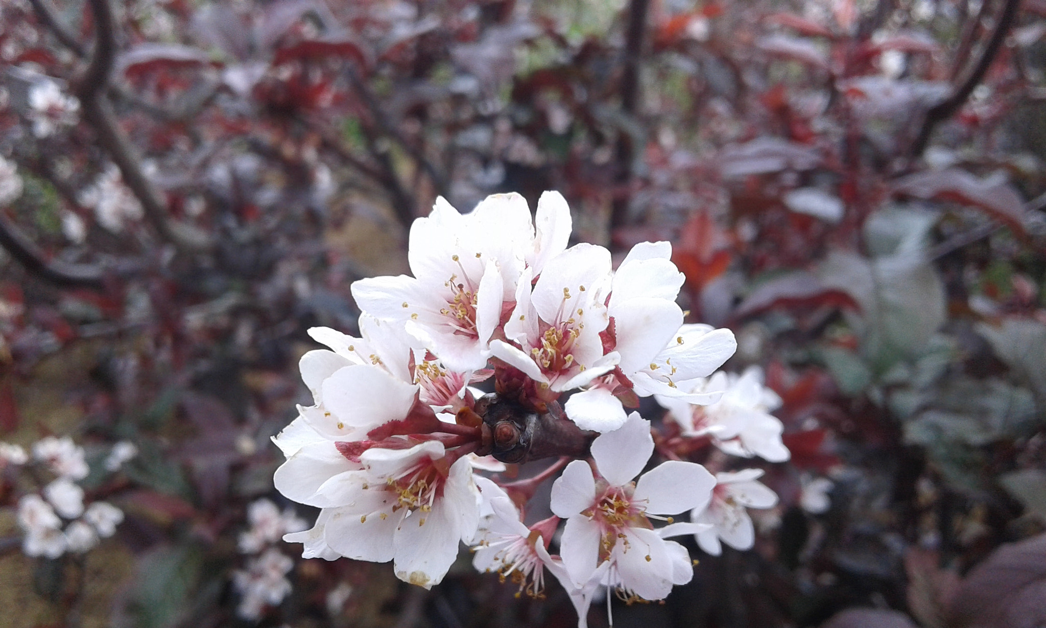 Samsung Galaxy Grand Neo Plus sample photo