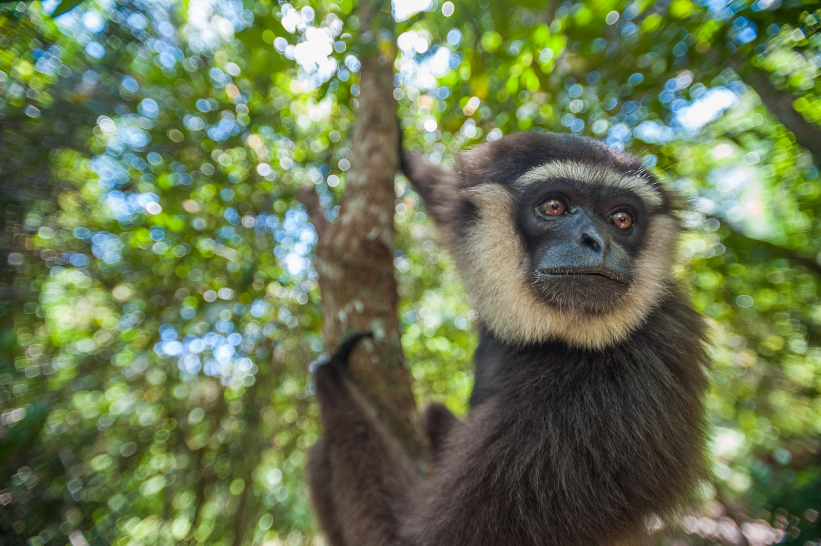 Nikon D700 + Nikon AF-S Nikkor 17-35mm F2.8D ED-IF sample photo. Agile gibbon photography