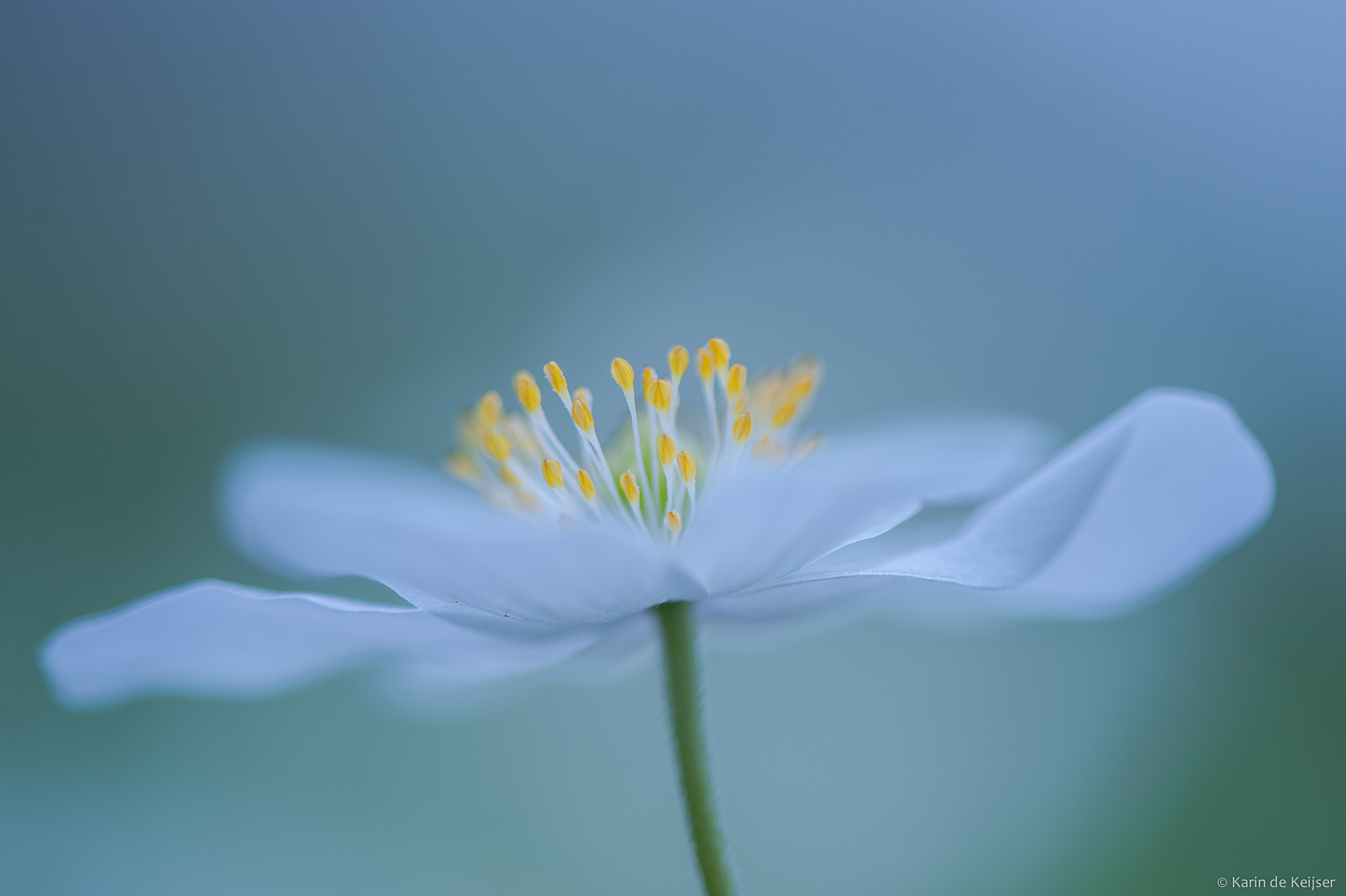Nikon AF-S Micro-Nikkor 105mm F2.8G IF-ED VR sample photo. Wood anemone... photography