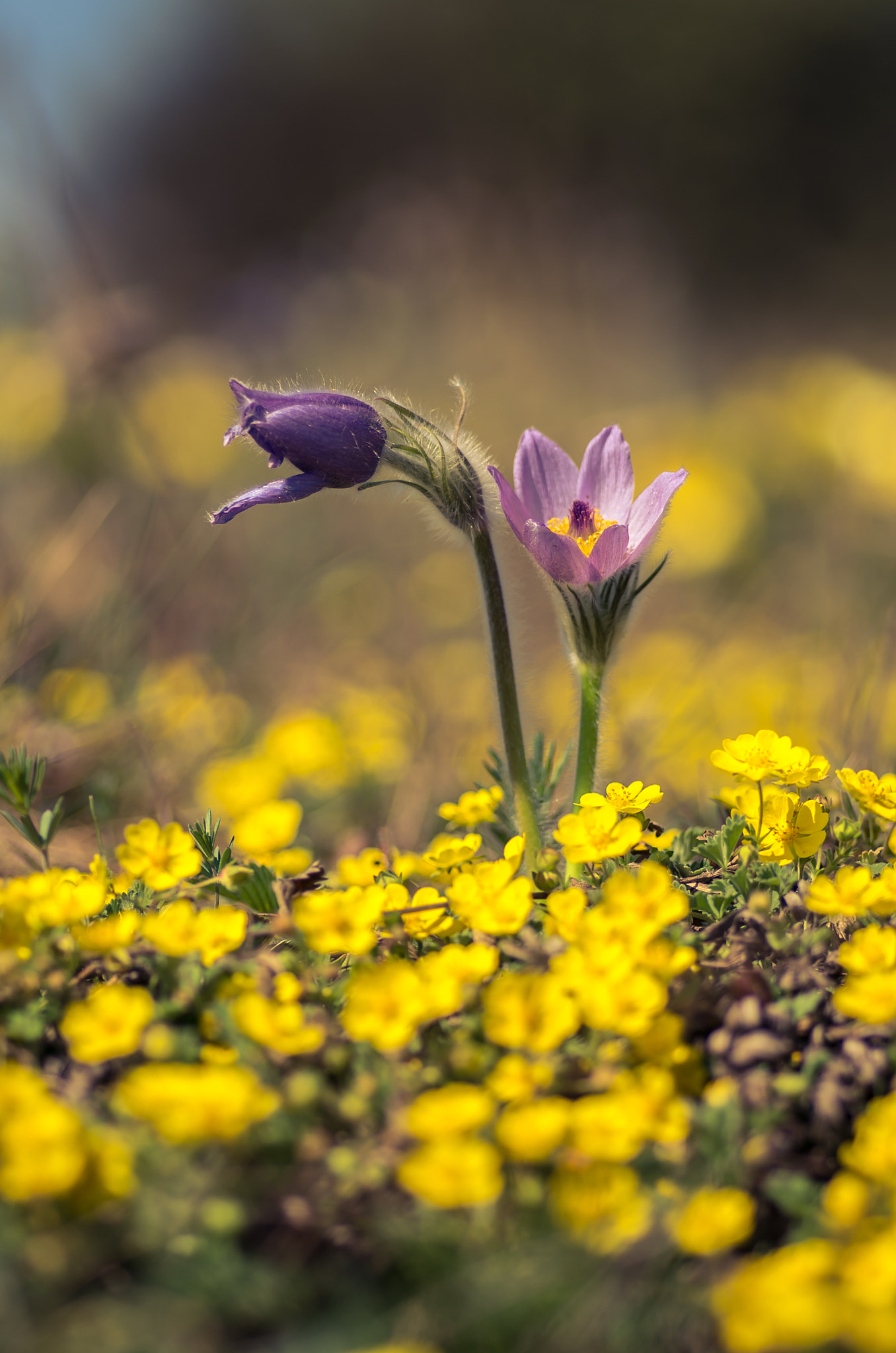 Pentax smc D-FA 100mm F2.8 Macro WR sample photo. Pulsatilla grandis photography