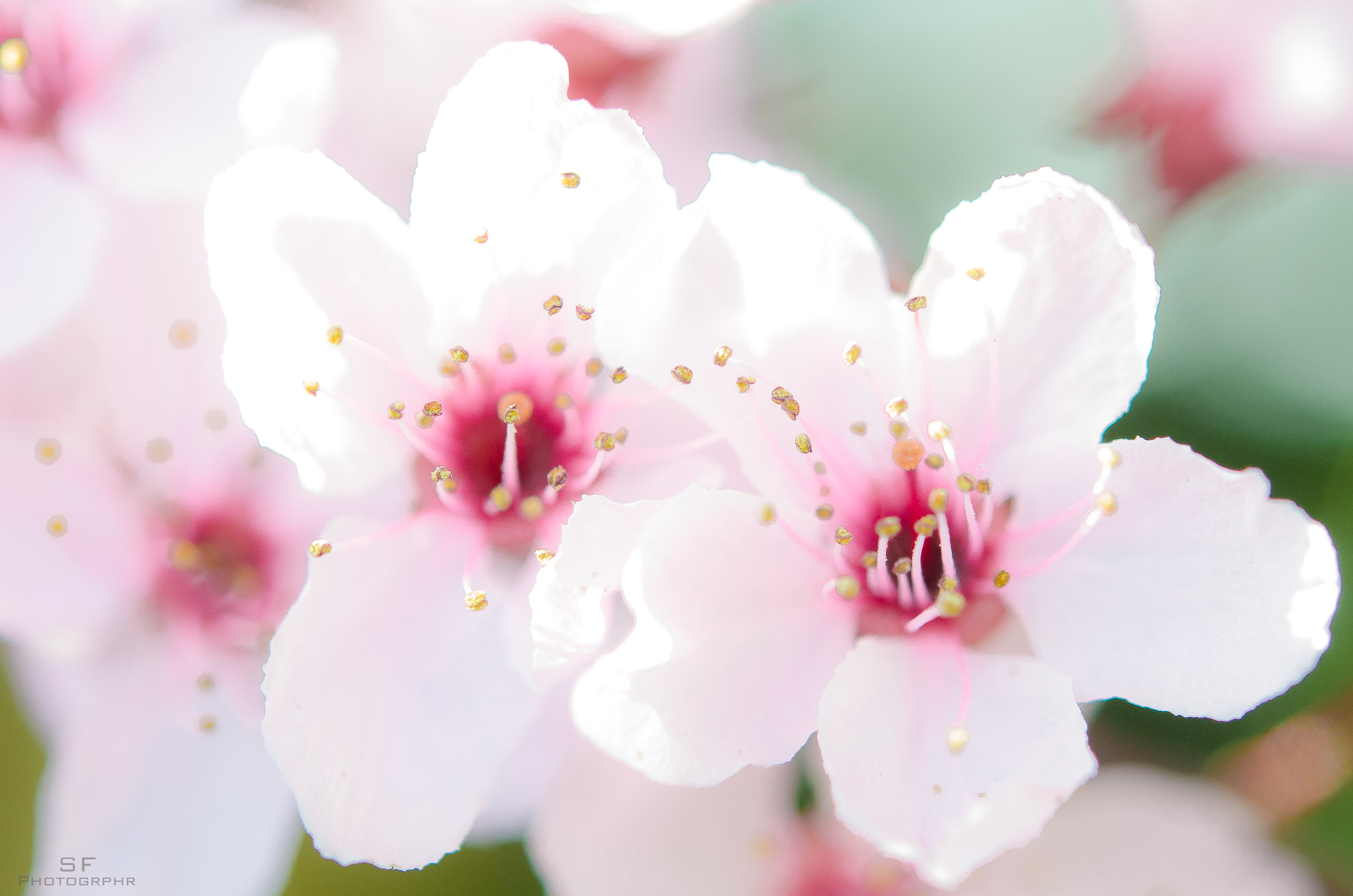 Nikon AF-S Micro-Nikkor 60mm F2.8G ED sample photo. 92/365 - high key photography