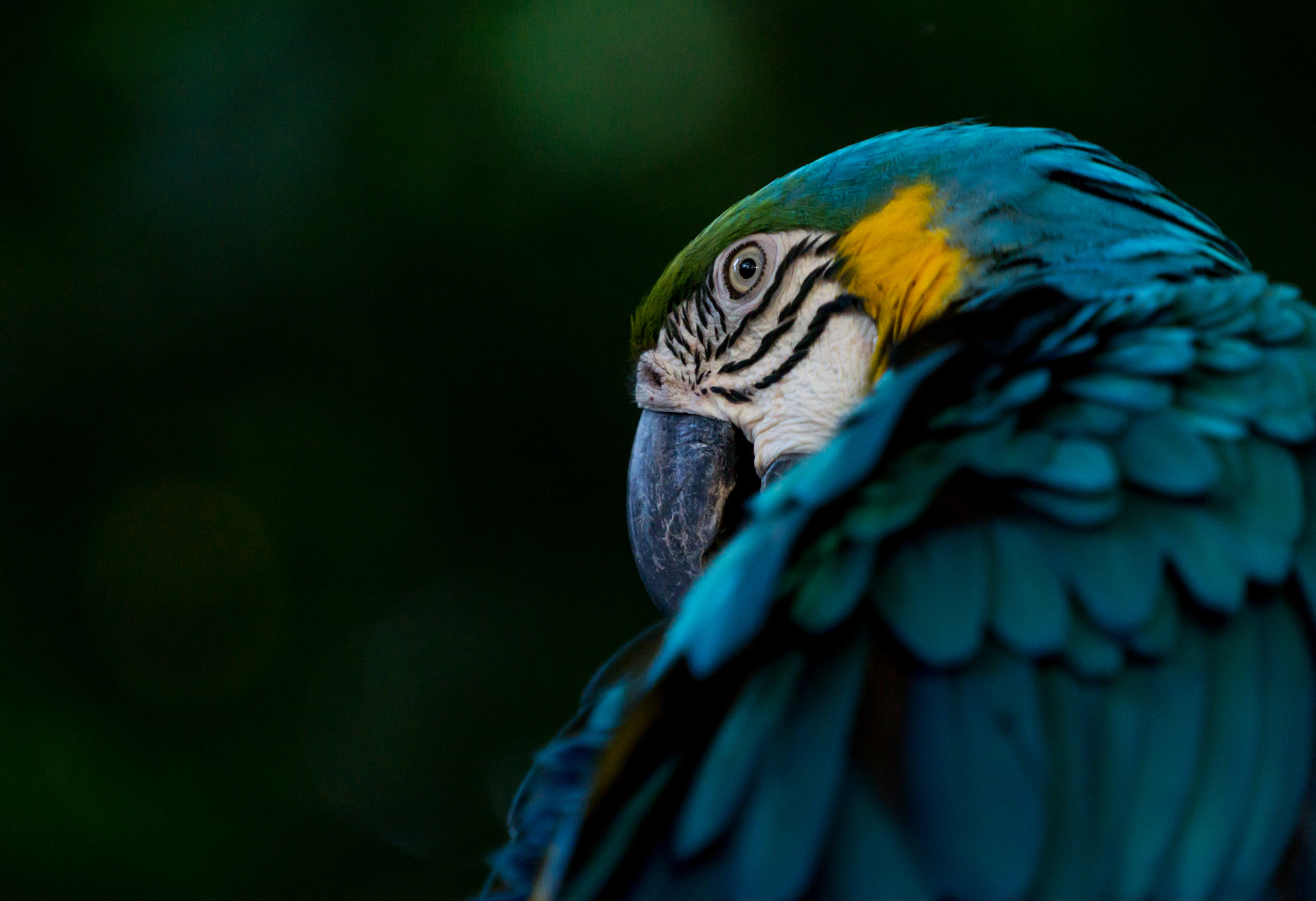Sony a6000 sample photo. Blue-and-yellow macaw photography