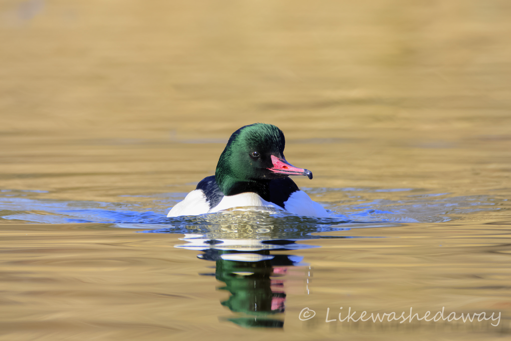 Nikon D7200 + Sigma 150-600mm F5-6.3 DG OS HSM | C sample photo. Common merganser photography