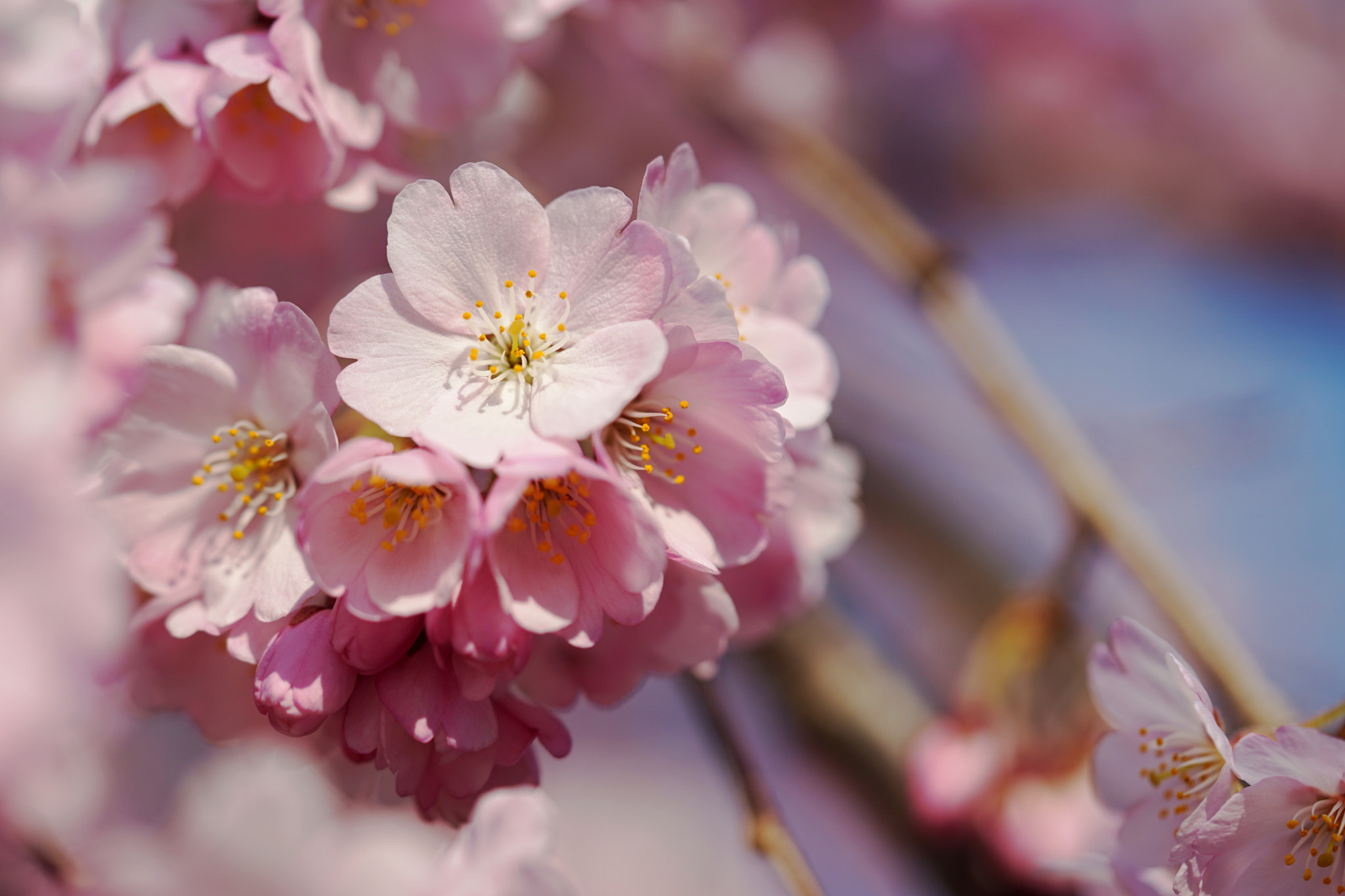 Sony a7 II + Sony FE 90mm F2.8 Macro G OSS sample photo. Sakura(枝垂れ桜） photography