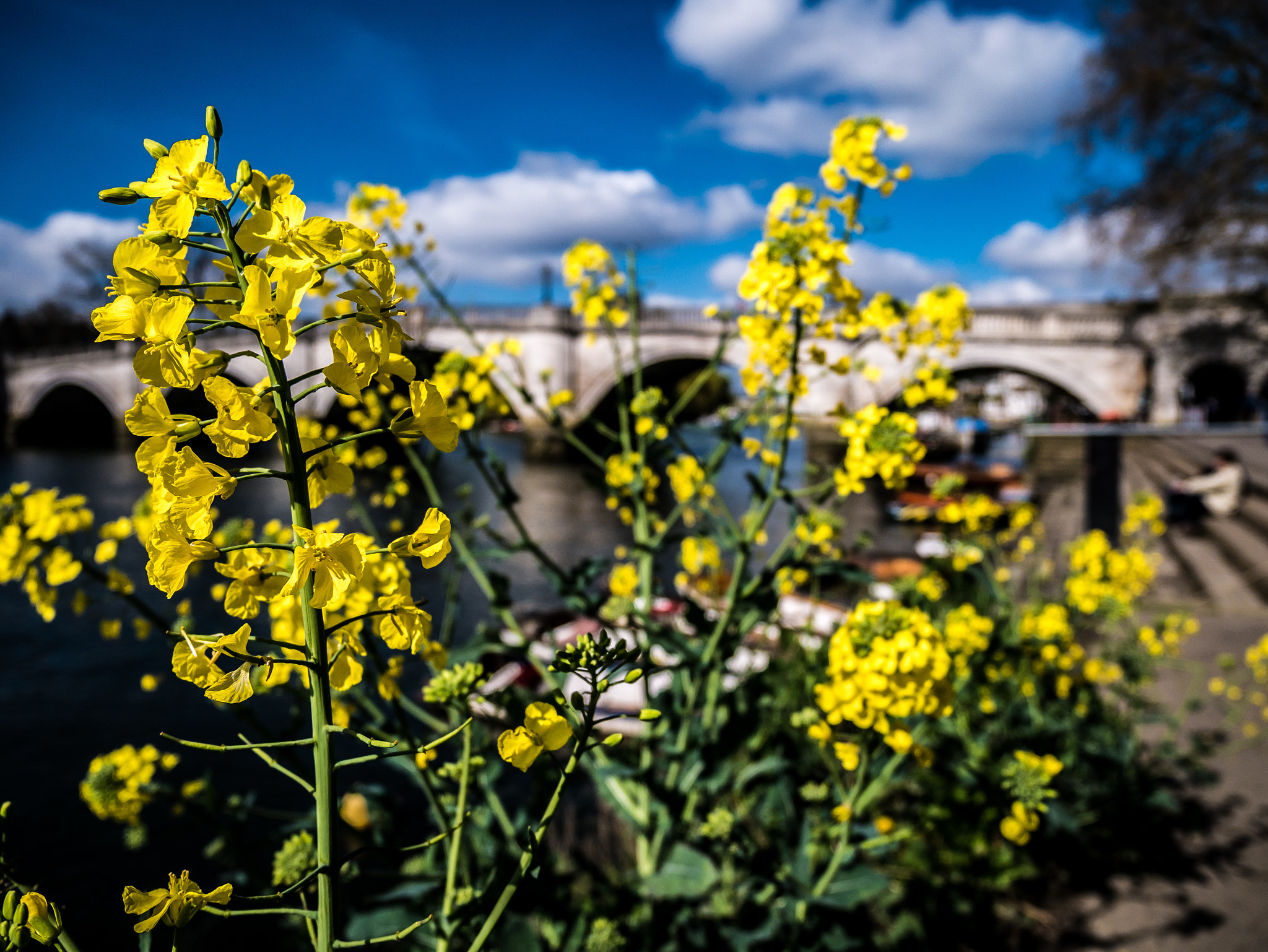 Panasonic Lumix G Vario HD 12-32mm F3.5-5.6 Mega OIS sample photo. Riverside rapeseed photography