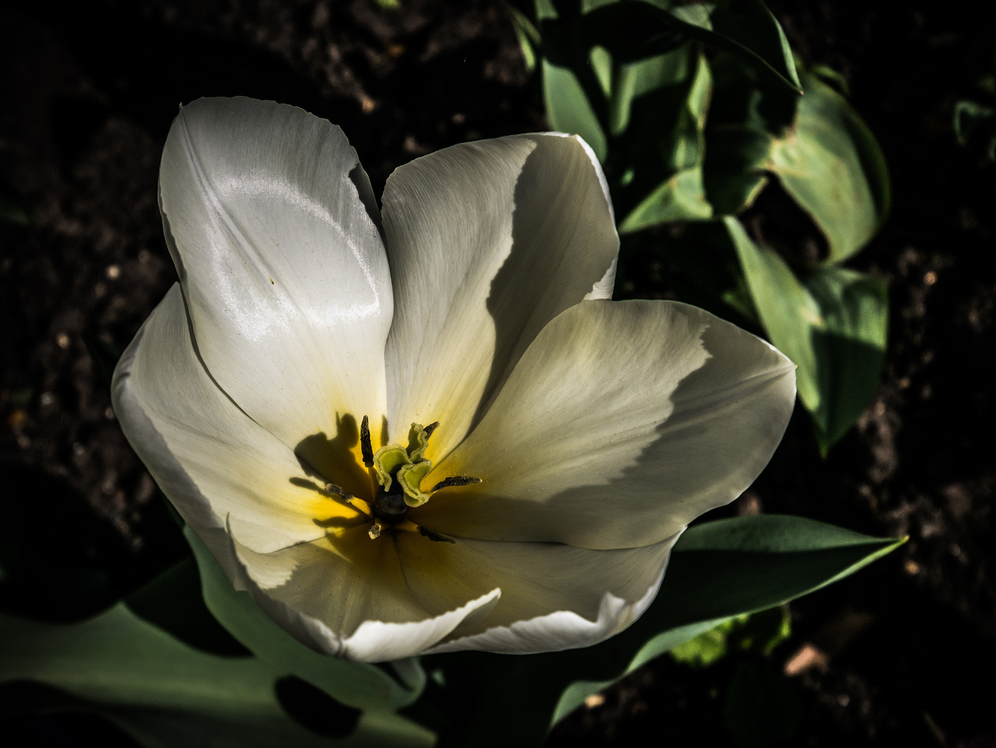 Panasonic Lumix G Vario HD 12-32mm F3.5-5.6 Mega OIS sample photo. Shadows in the white photography