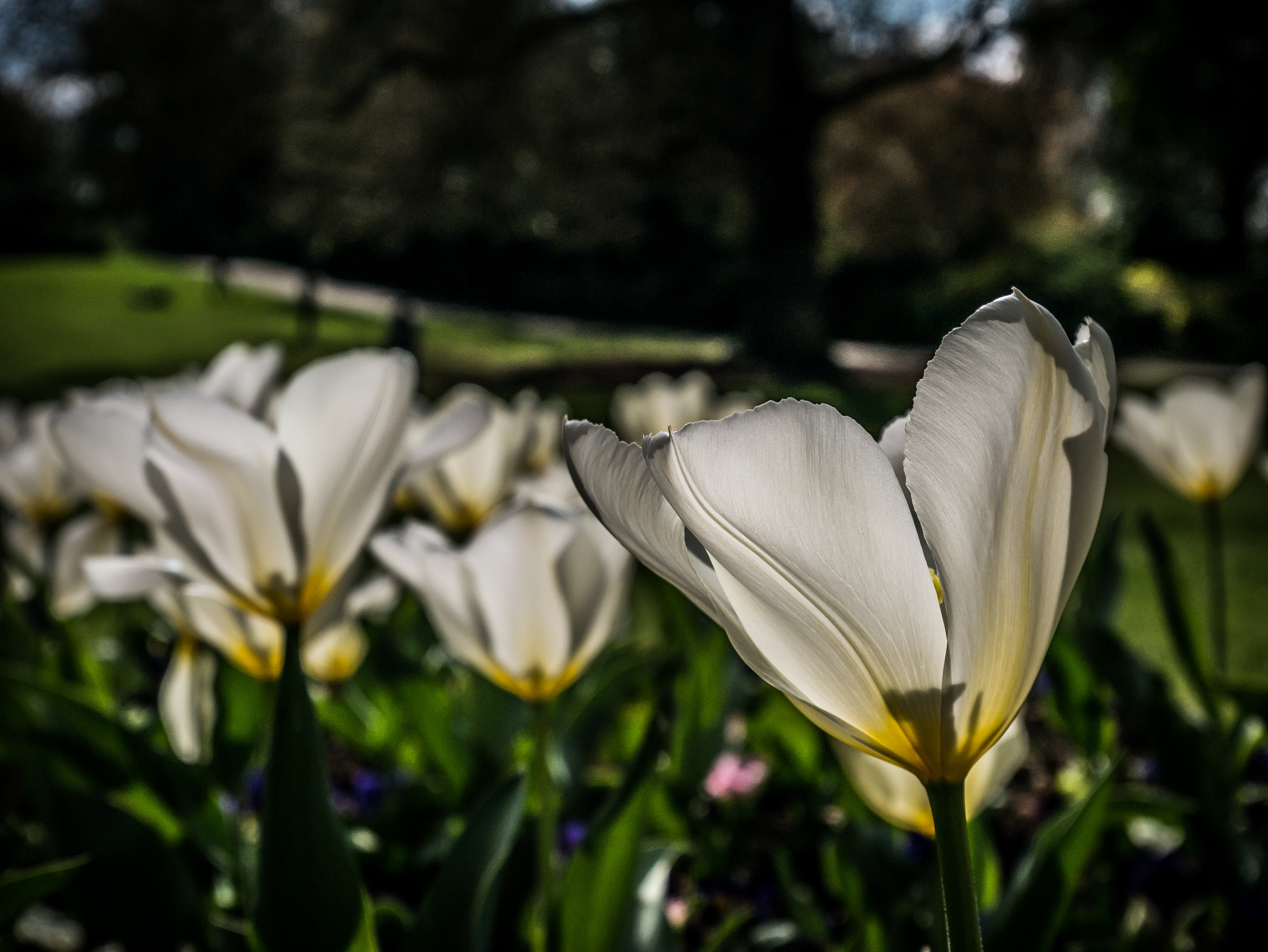 Panasonic Lumix G Vario HD 12-32mm F3.5-5.6 Mega OIS sample photo. Sunlight shine through photography