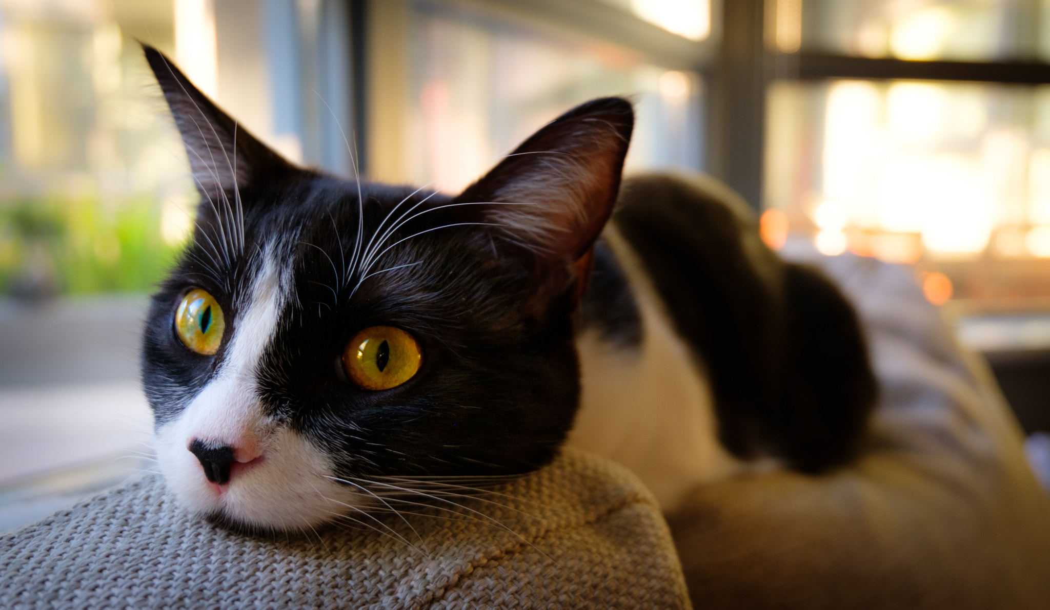 Fujifilm X-T20 + Fujifilm XC 16-50mm F3.5-5.6 OIS II sample photo. Fuzball photography
