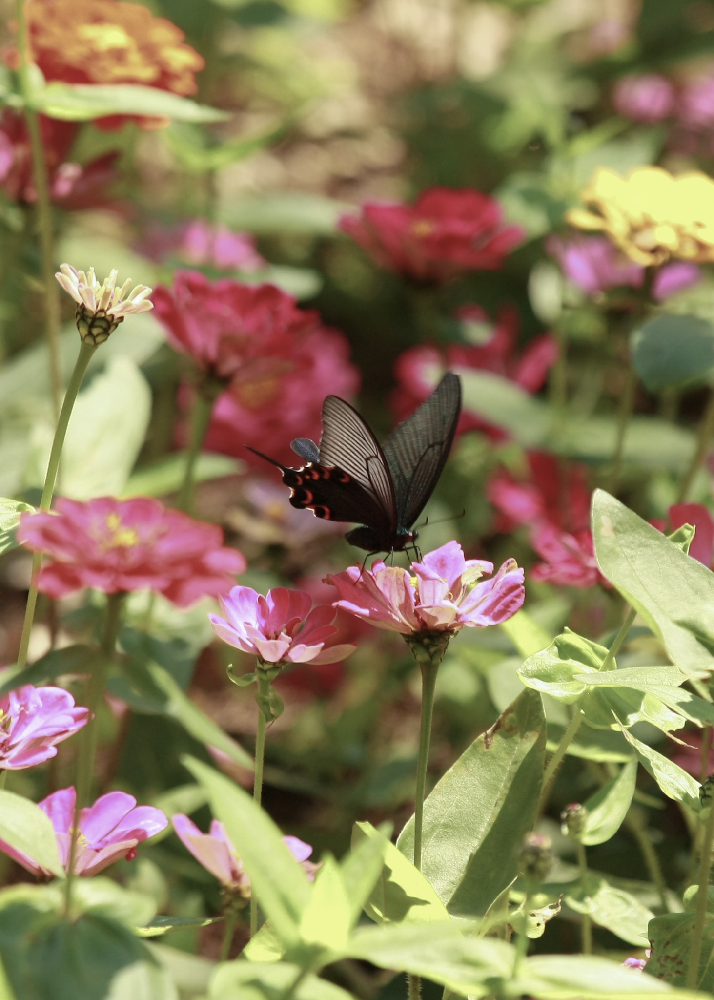 Canon EOS 450D (EOS Rebel XSi / EOS Kiss X2) sample photo. La mariposa en jardín photography