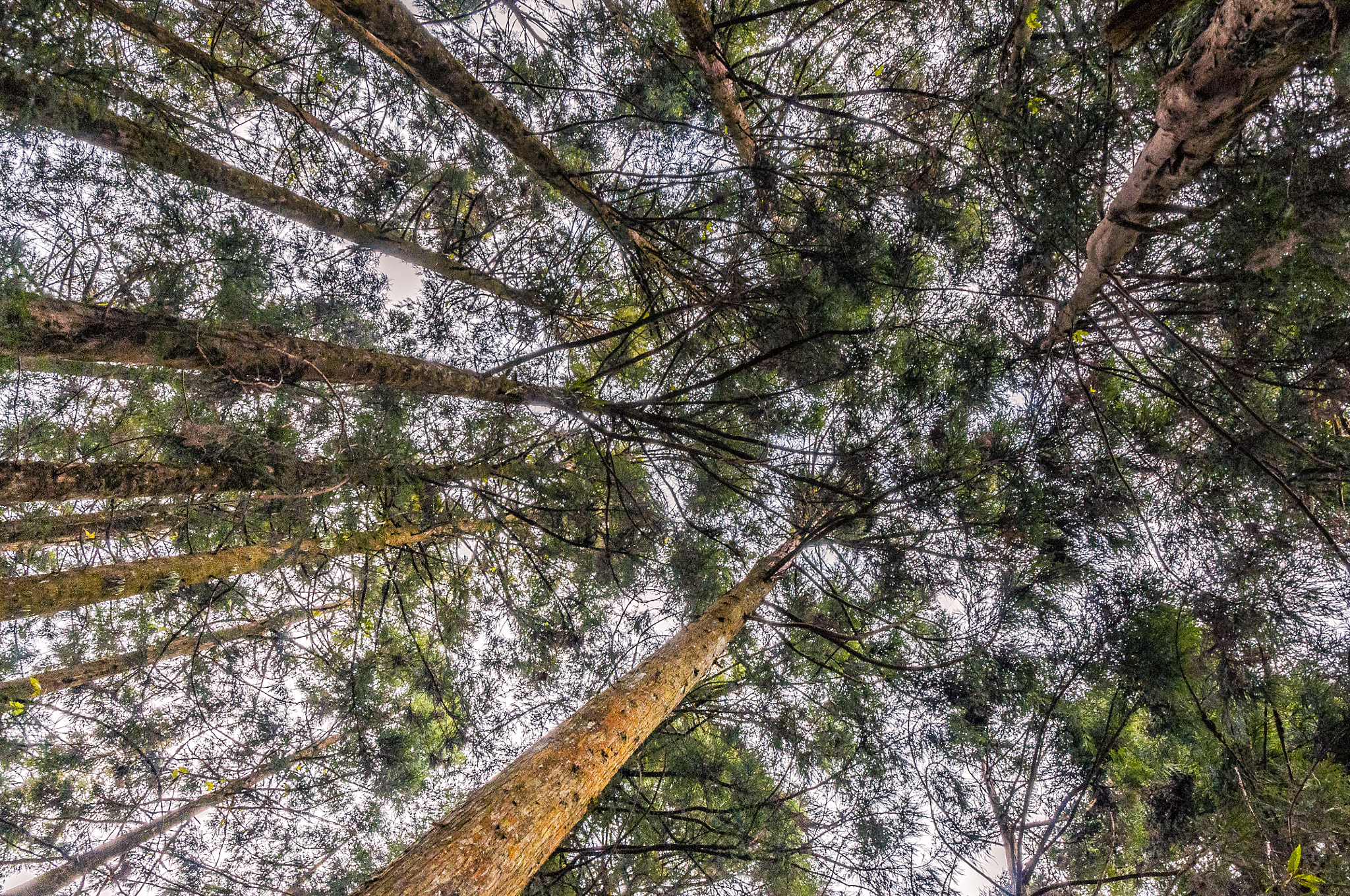 Nikon D90 sample photo. Forest canopy photography
