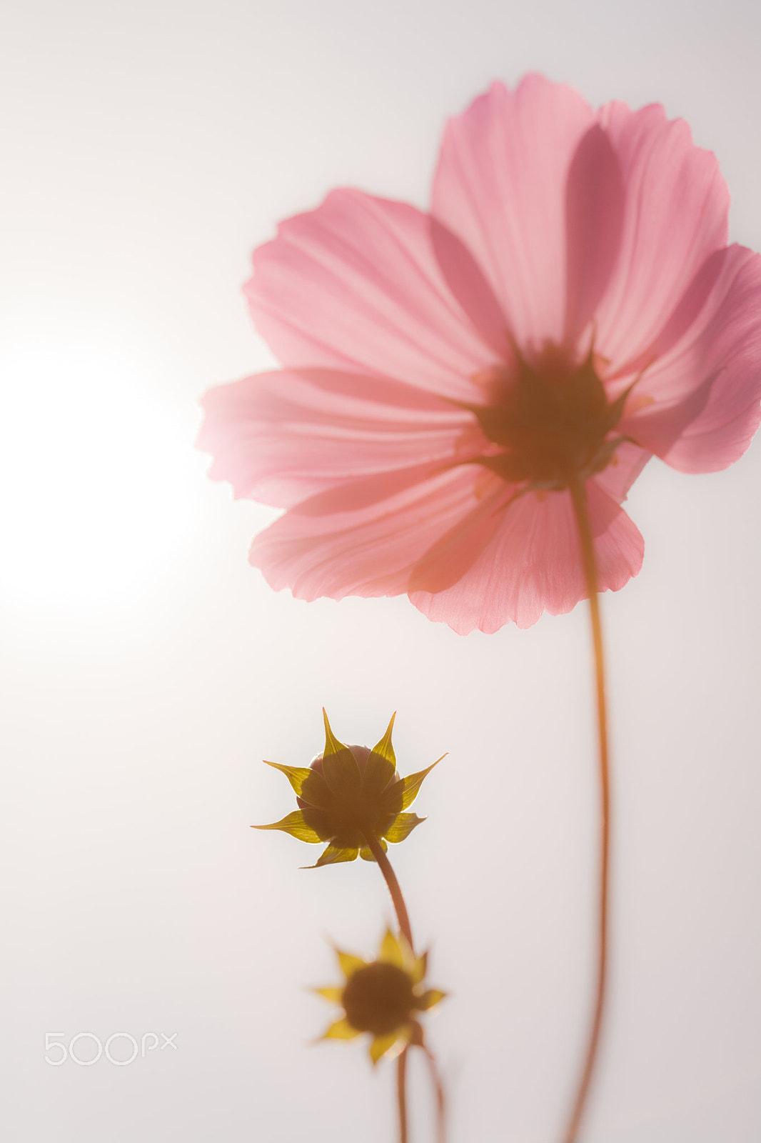 Canon EF 100mm F2.8 Macro USM sample photo. Cosmos flowers photography