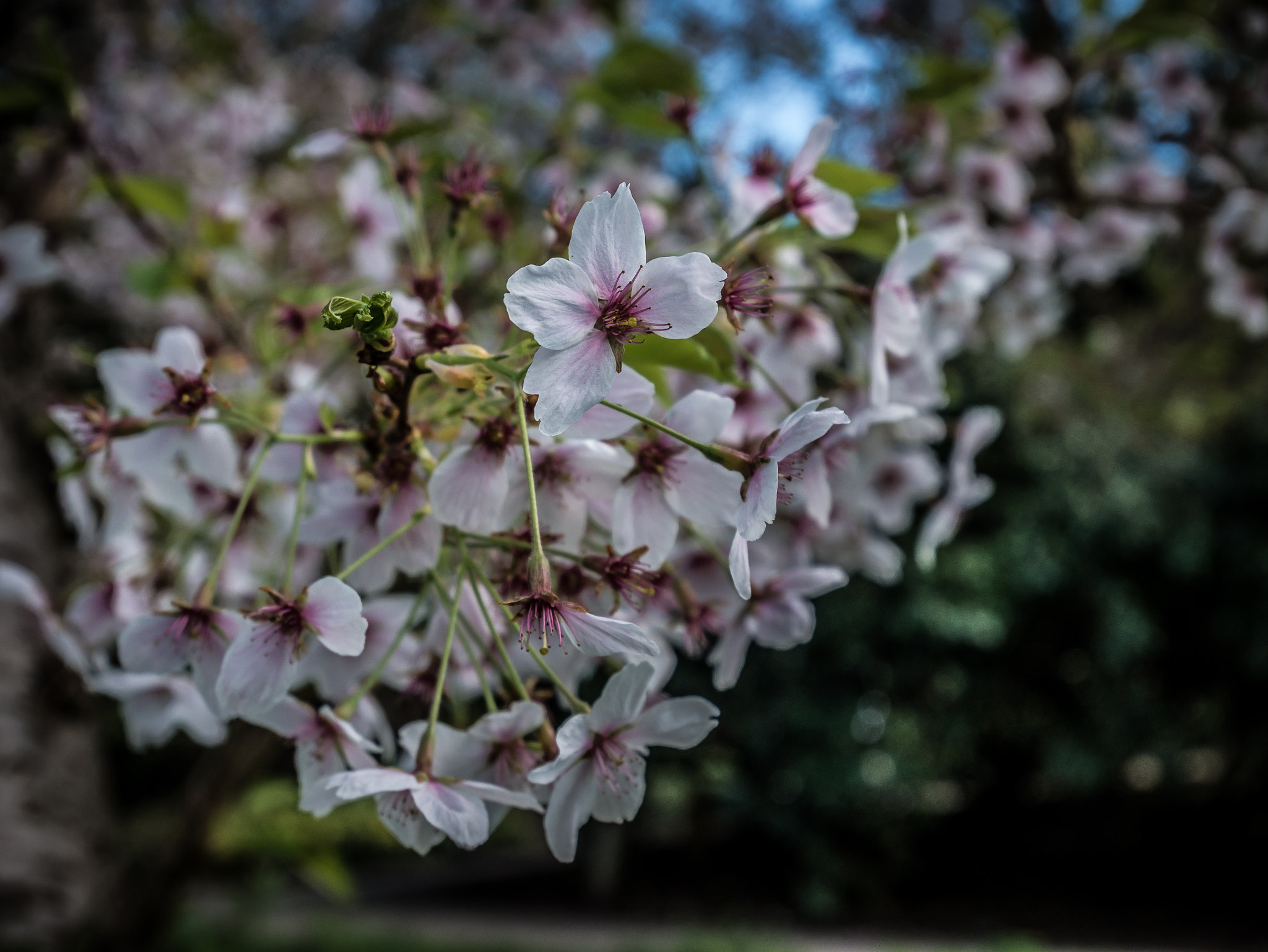 Panasonic Lumix G Vario HD 12-32mm F3.5-5.6 Mega OIS sample photo. Before the breeze takes me photography