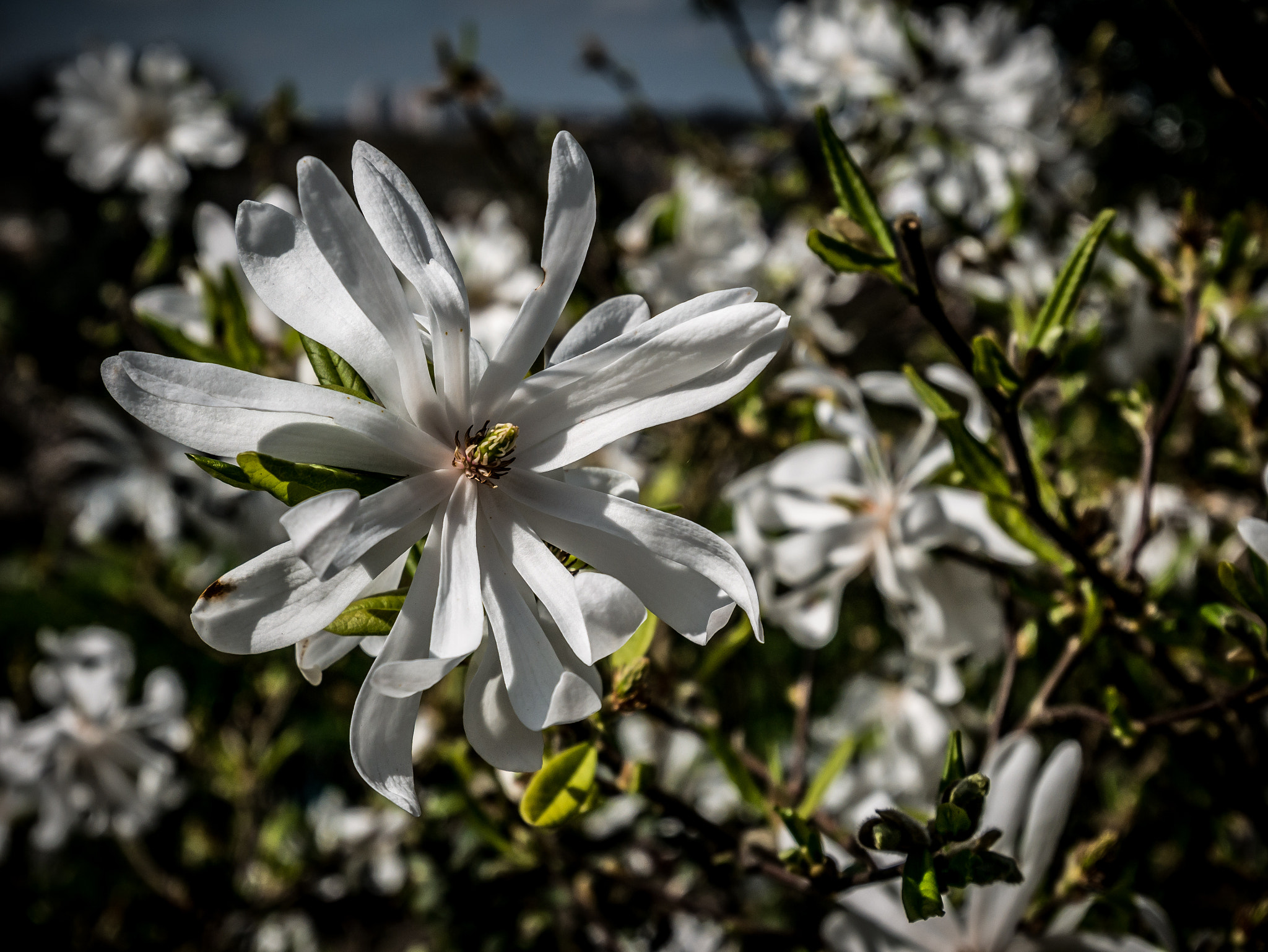 Panasonic Lumix G Vario HD 12-32mm F3.5-5.6 Mega OIS sample photo. Closer kind of white photography