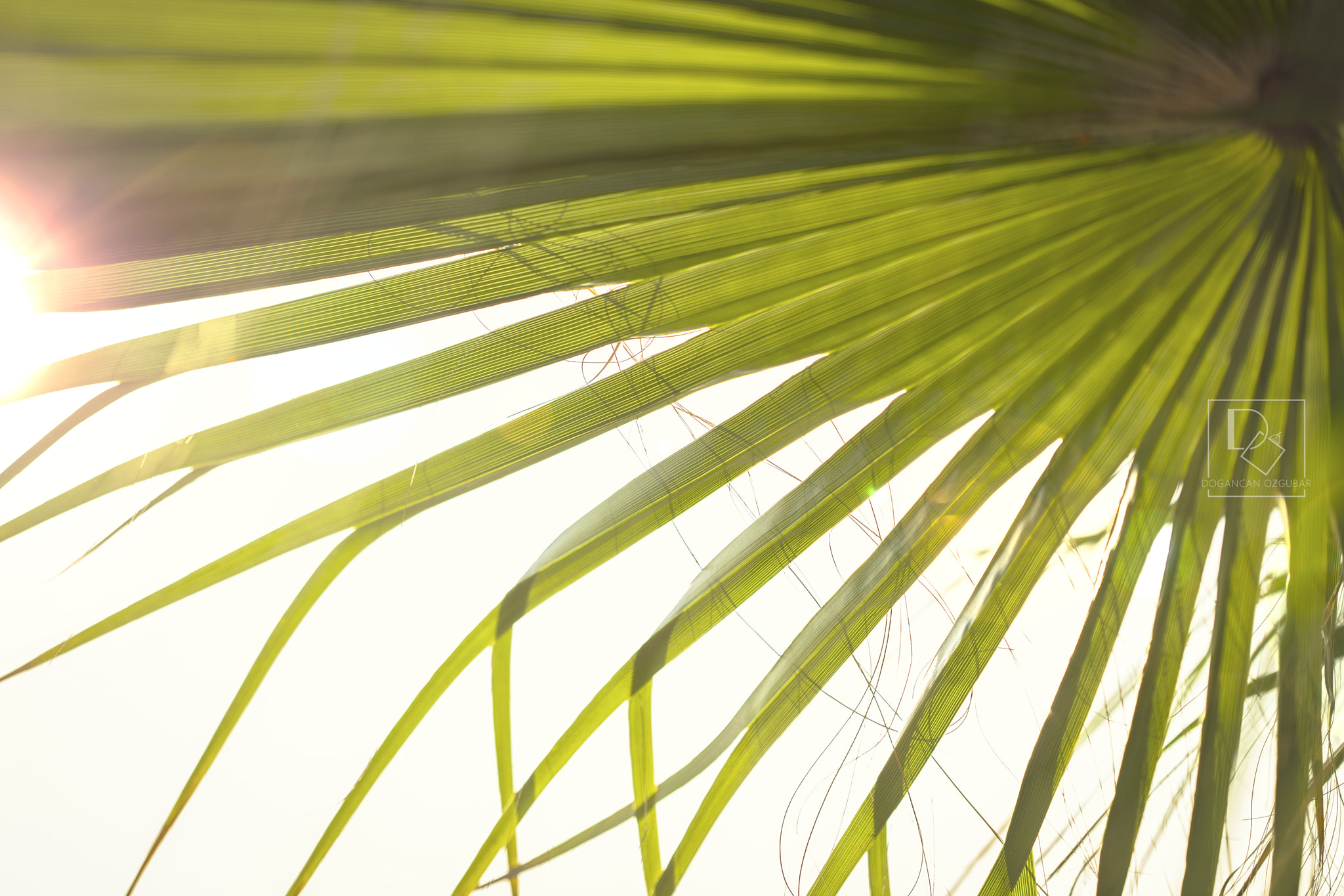 Canon EF 100mm F2.8 Macro USM sample photo. Palm photography