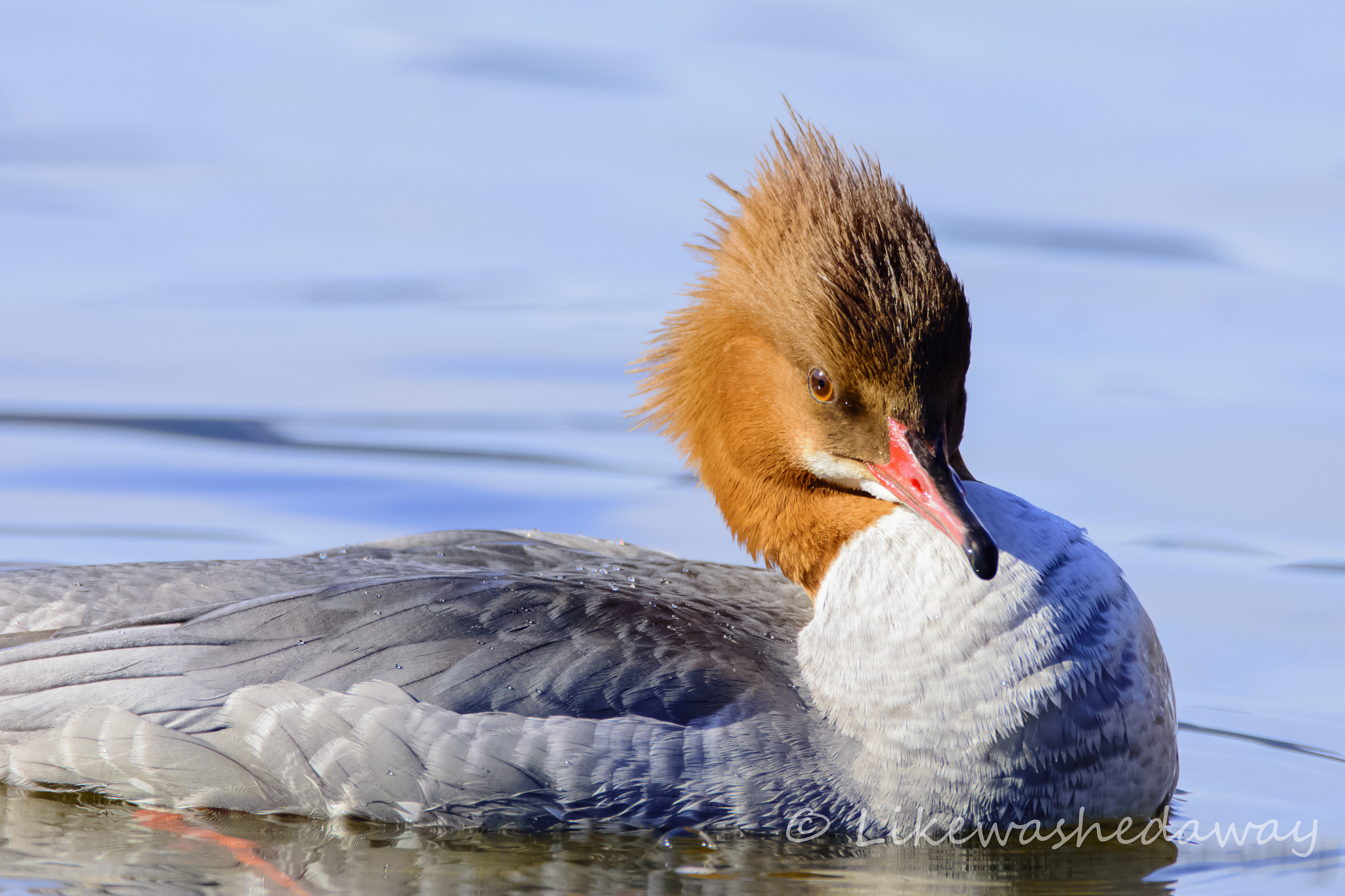 Nikon D7200 + Sigma 150-600mm F5-6.3 DG OS HSM | C sample photo. Common merganser photography