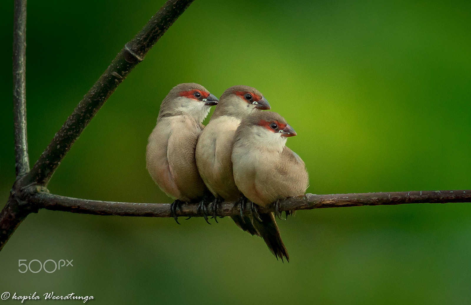 Canon EF 400mm F5.6L USM sample photo. Family.. photography