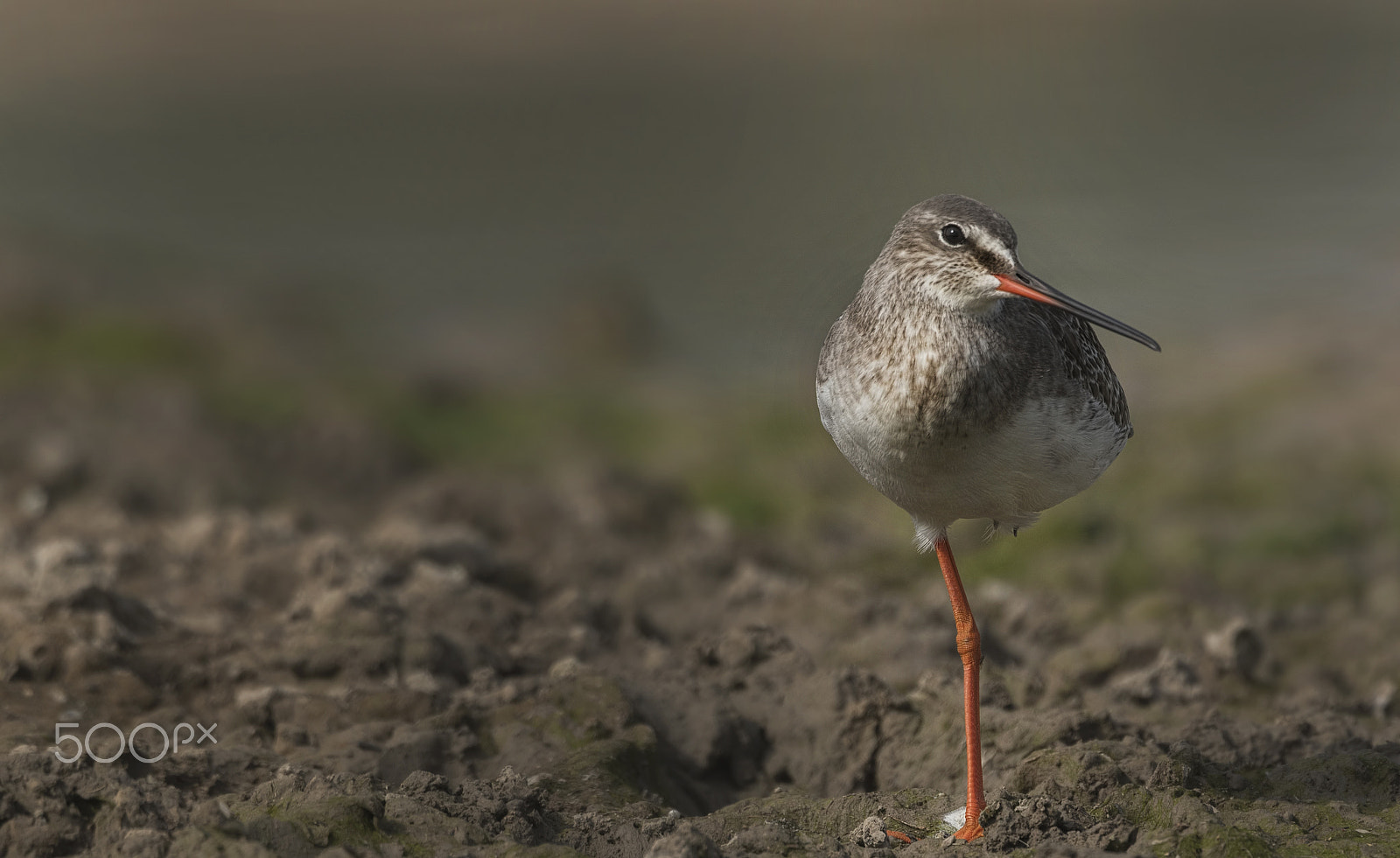 Nikon D750 + Nikon AF-S Nikkor 500mm F4G ED VR sample photo. Common redshank photography