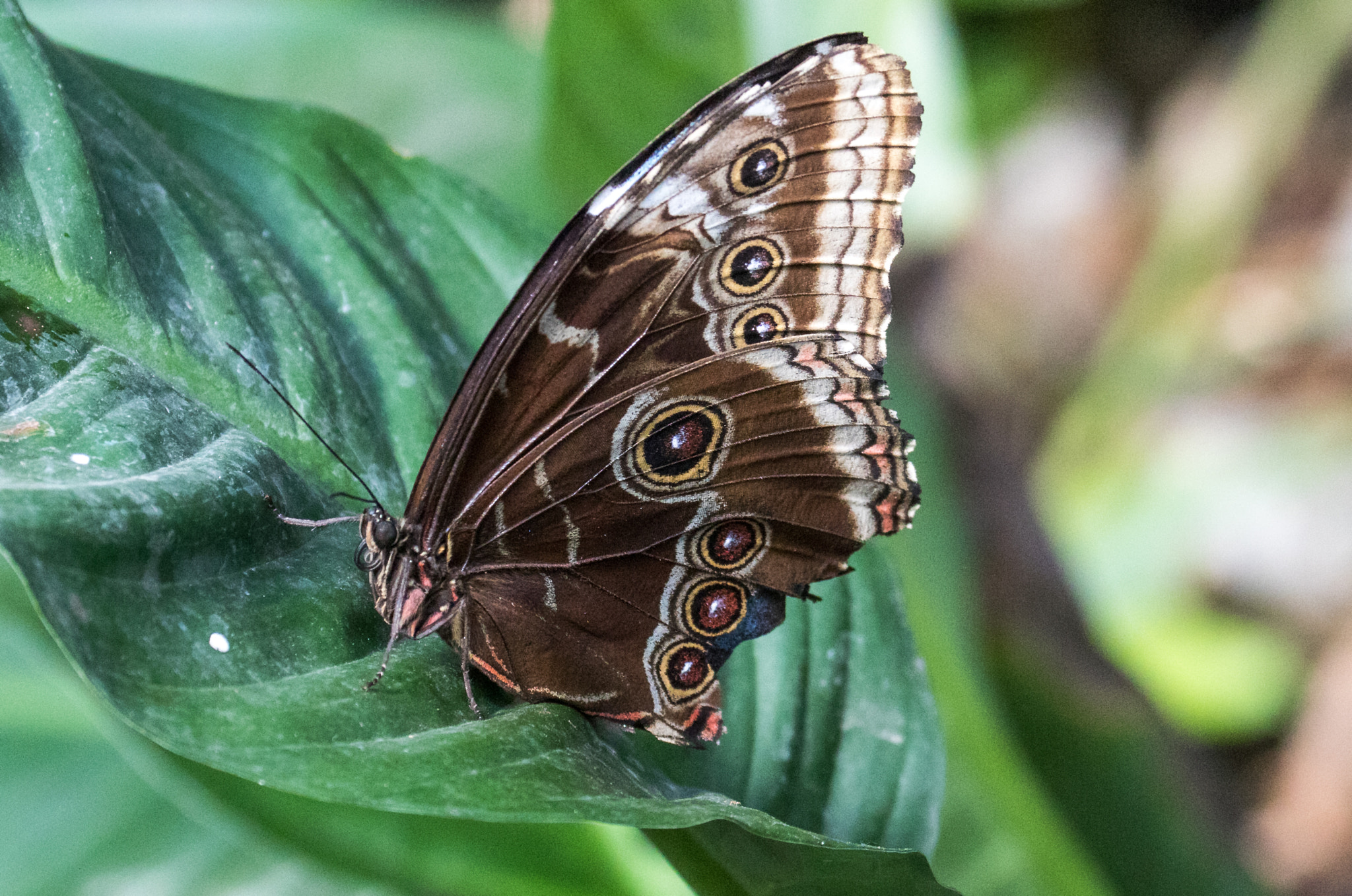 Canon EF 70-300mm F4-5.6L IS USM sample photo. Another butterfly photography
