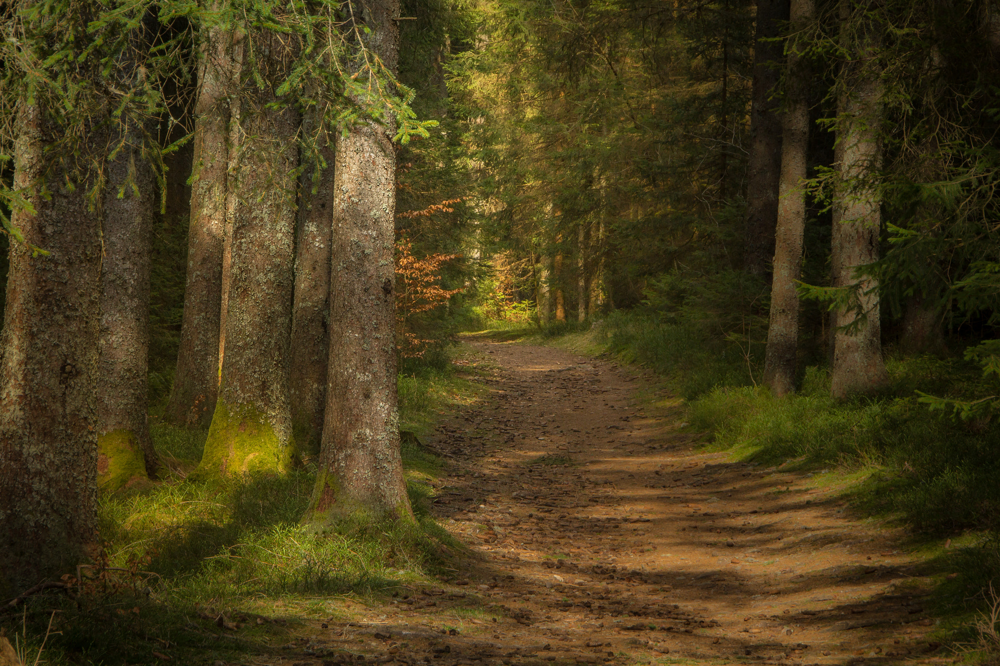 Canon EOS 60D sample photo. As i walked on the path of light... photography