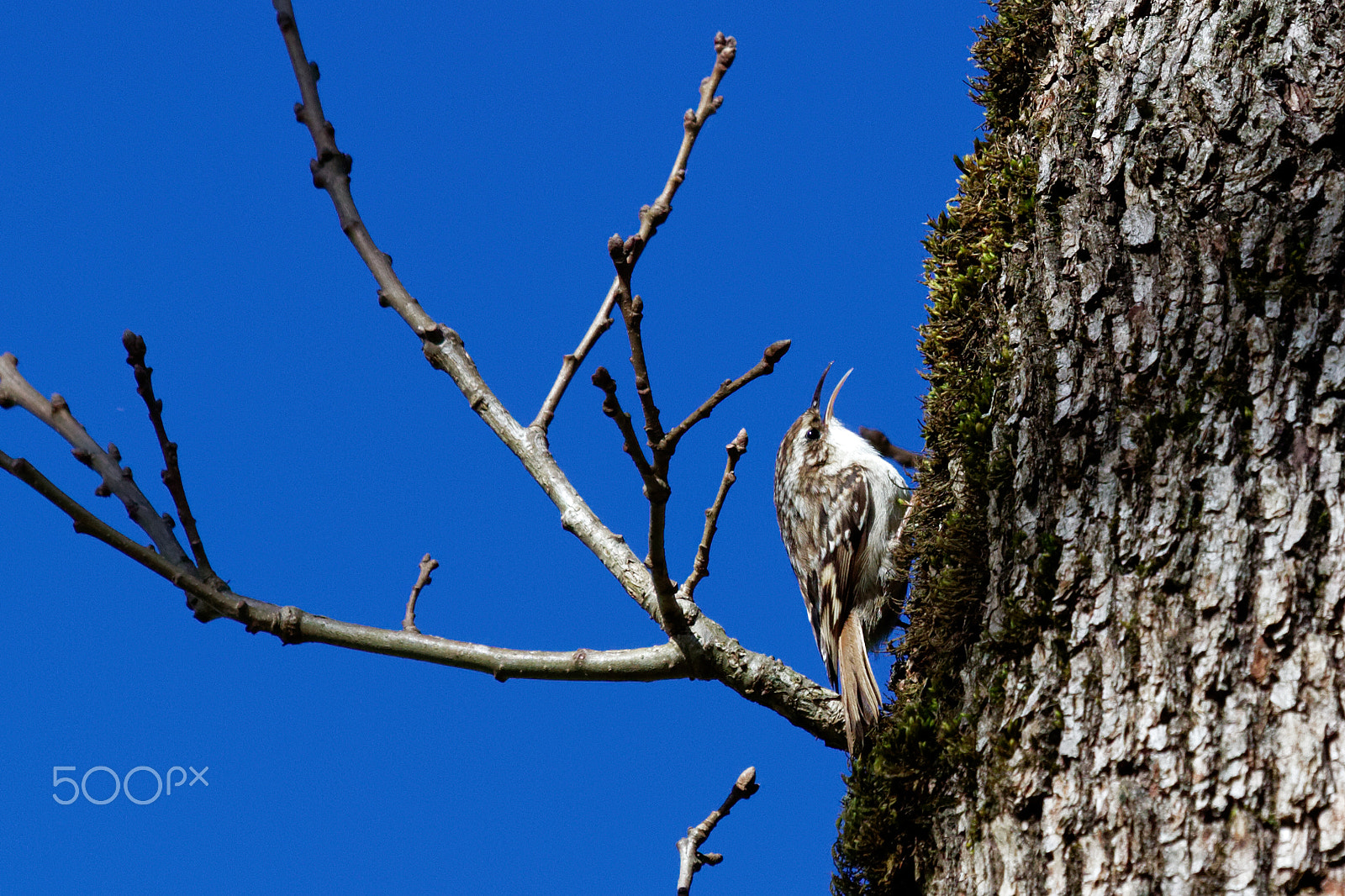 Canon EF 100-400mm F4.5-5.6L IS USM sample photo. Grimpereau des jardins photography