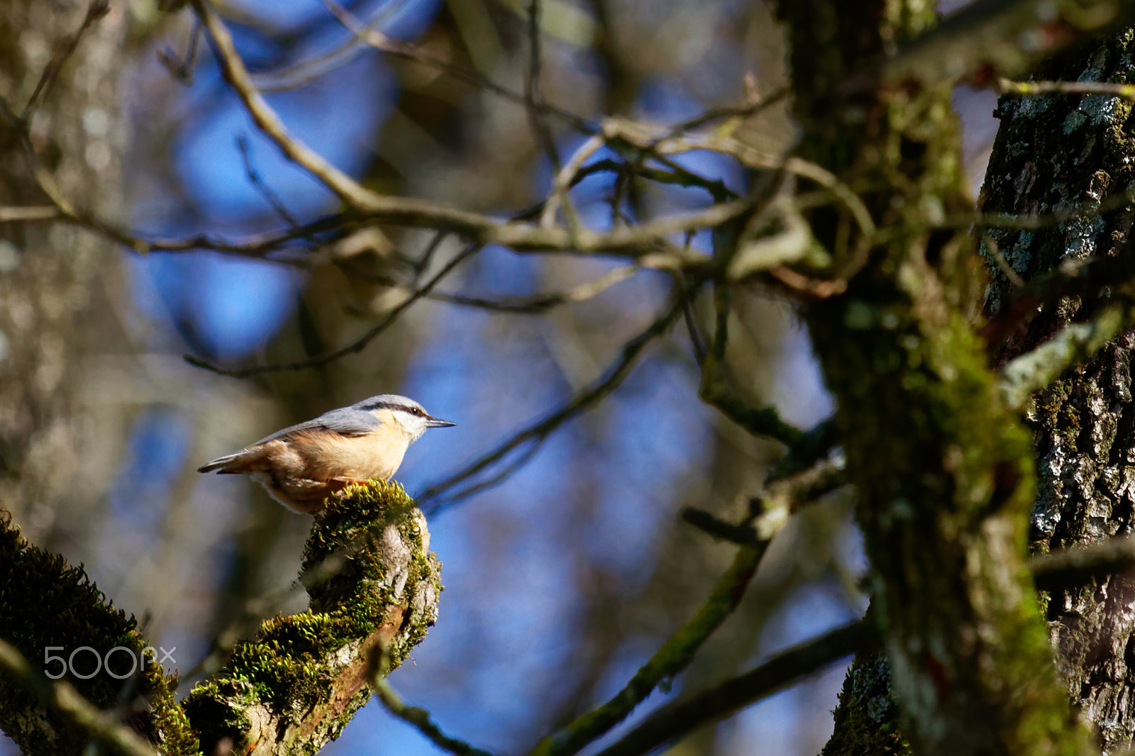 Canon EF 100-400mm F4.5-5.6L IS USM sample photo. Sitelle torchepot photography