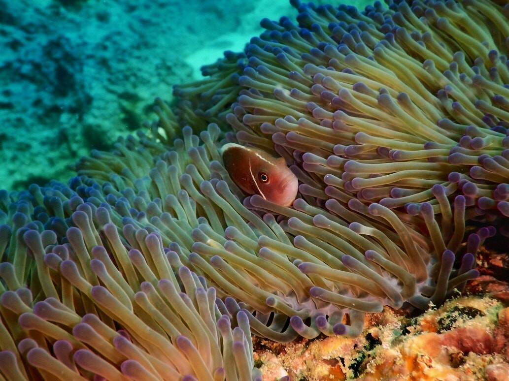 Nikon Coolpix AW130 sample photo. Clown fish hiding in sea anemone photography
