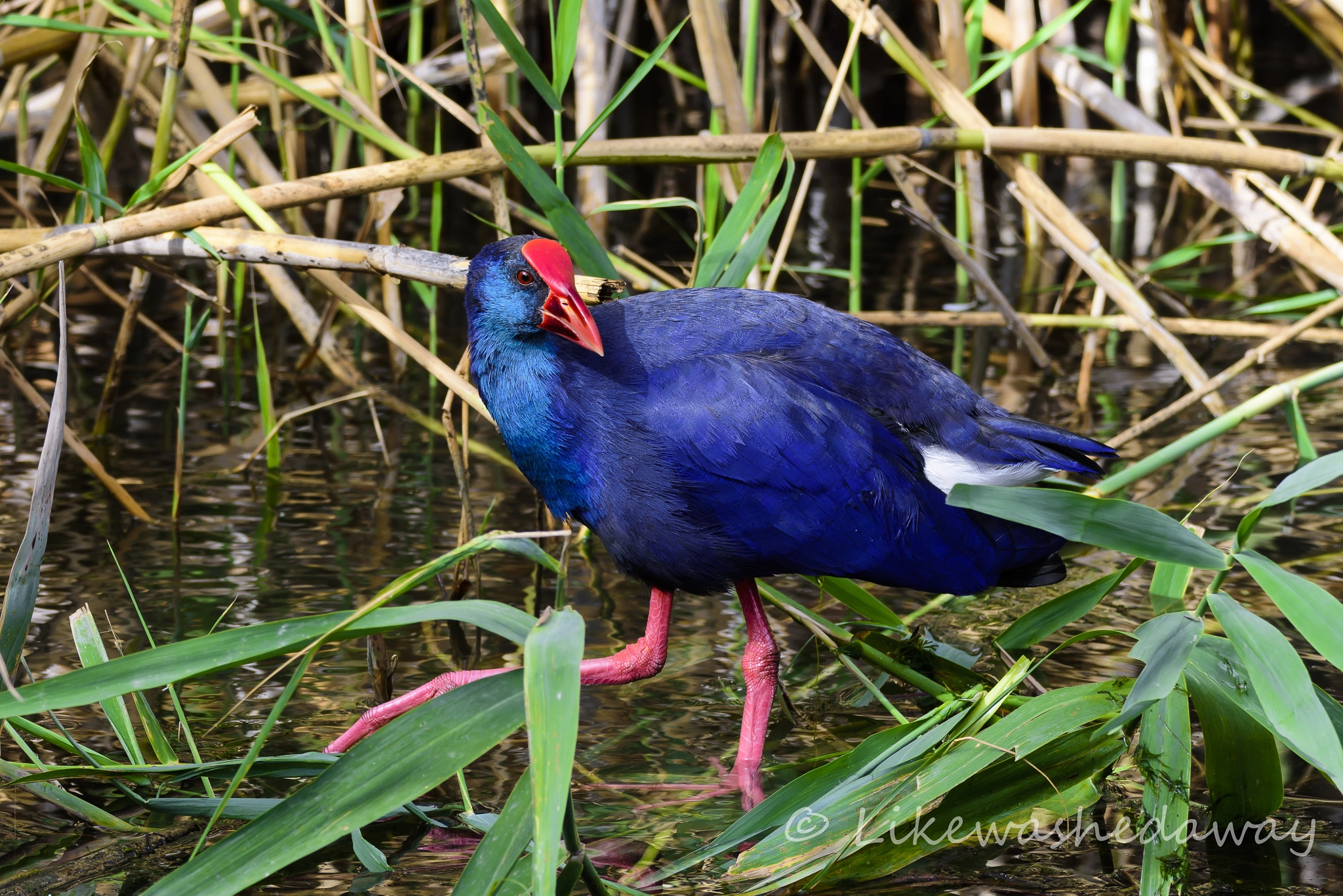 Nikon D7200 sample photo. Purple swamp hen photography