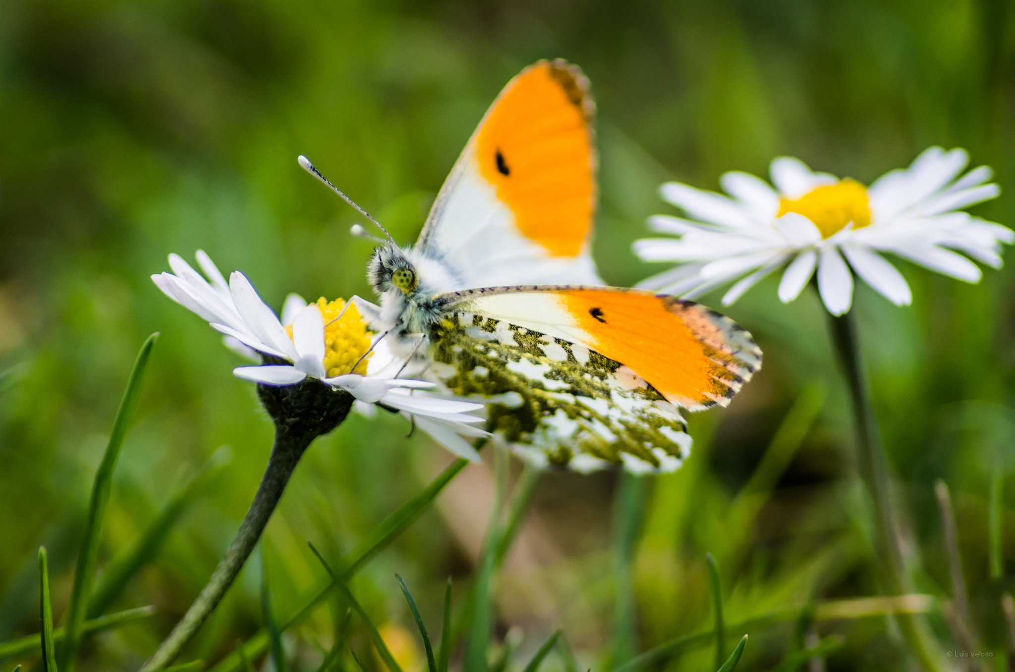 Pentax K-30 + Sigma sample photo. Butterfly photography