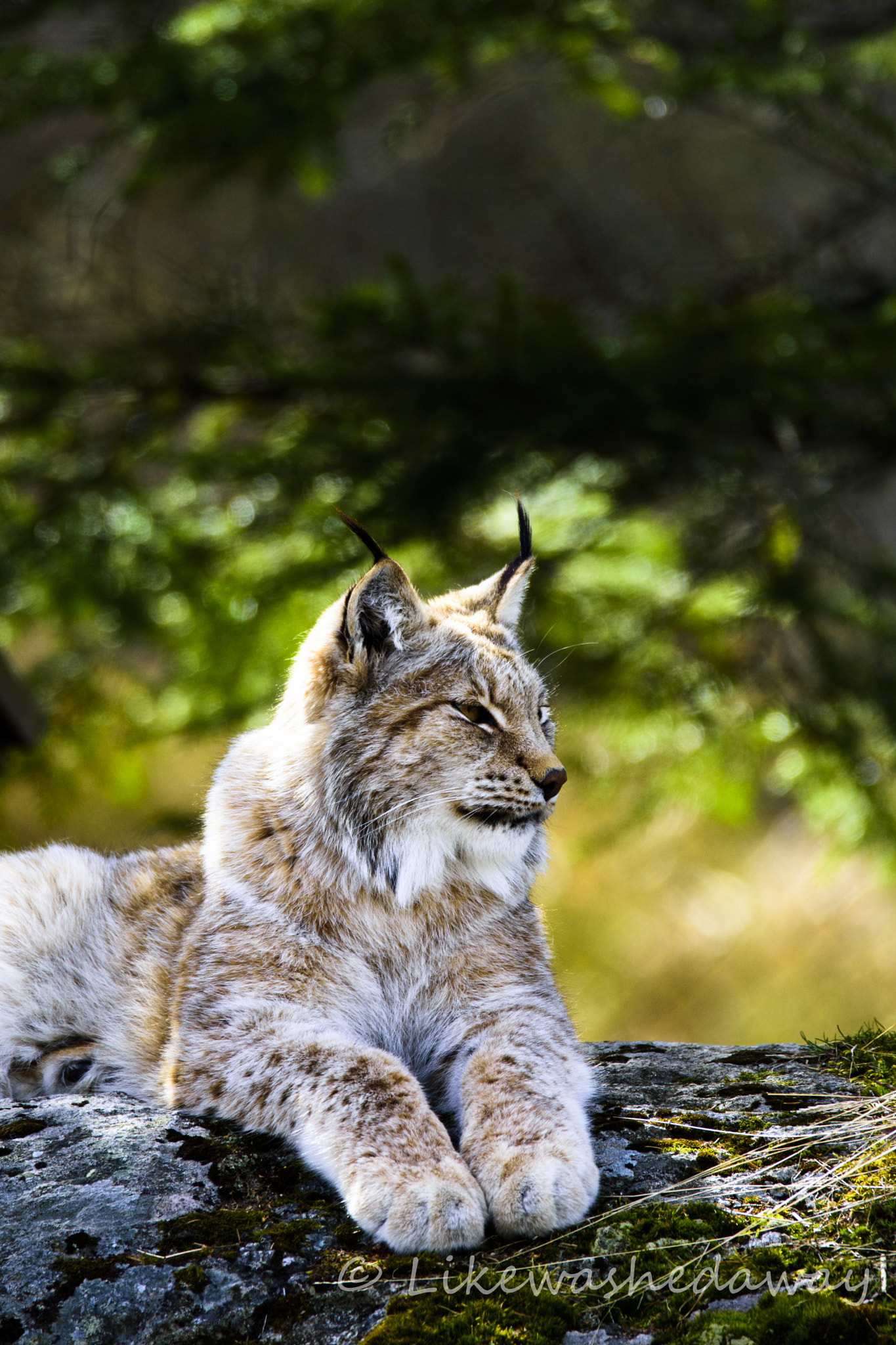 Sigma 150-600mm F5-6.3 DG OS HSM | C sample photo. Norwegian lynx photography