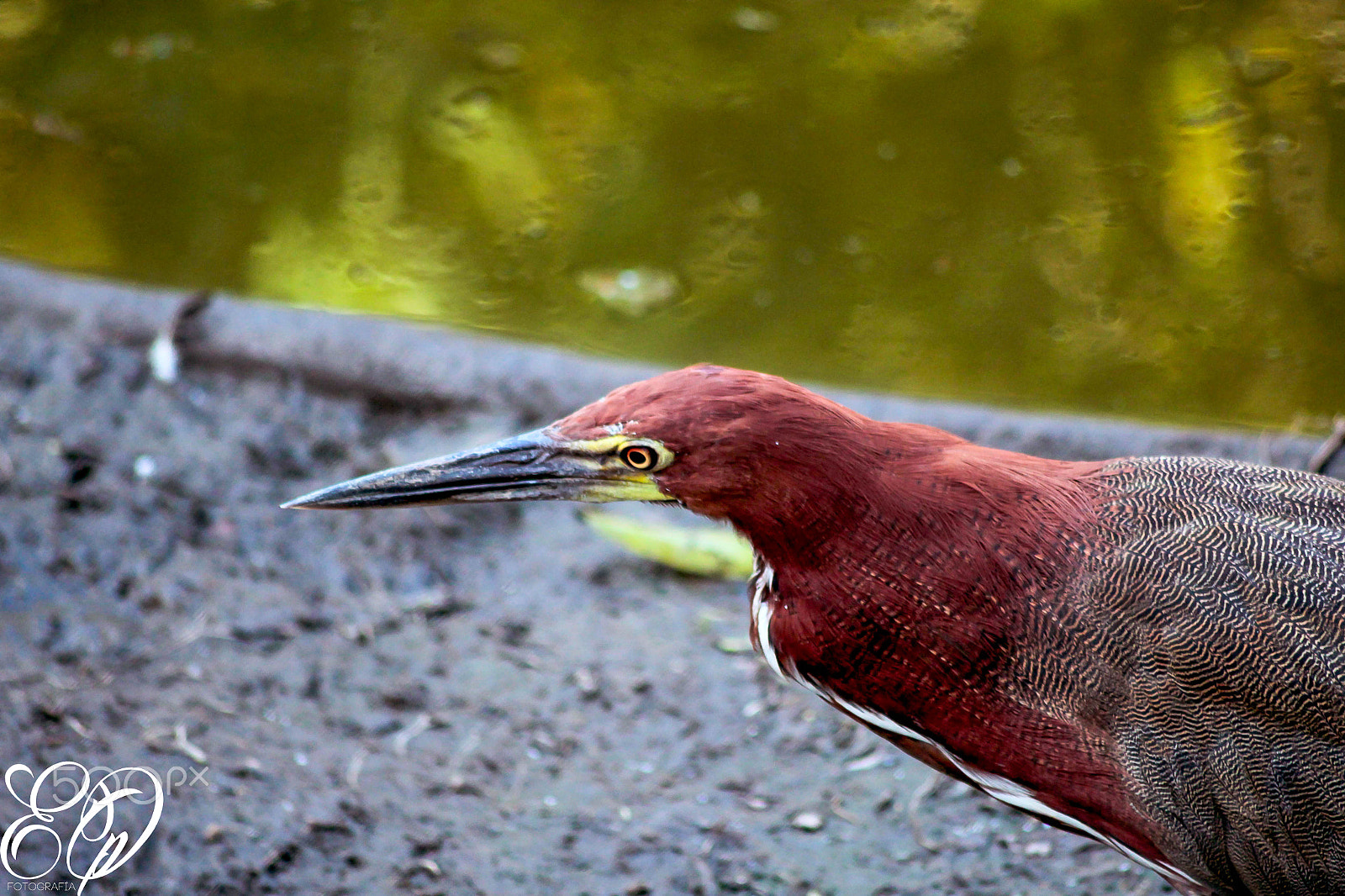 Canon EOS 600D (Rebel EOS T3i / EOS Kiss X5) sample photo. Animales photography