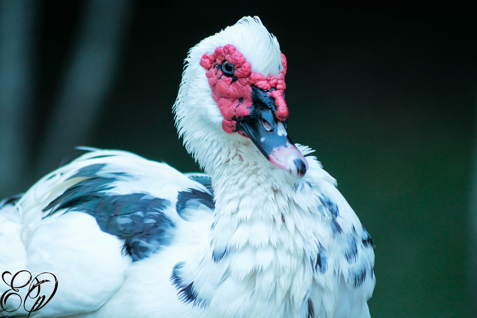Canon EOS 600D (Rebel EOS T3i / EOS Kiss X5) sample photo. Animales photography