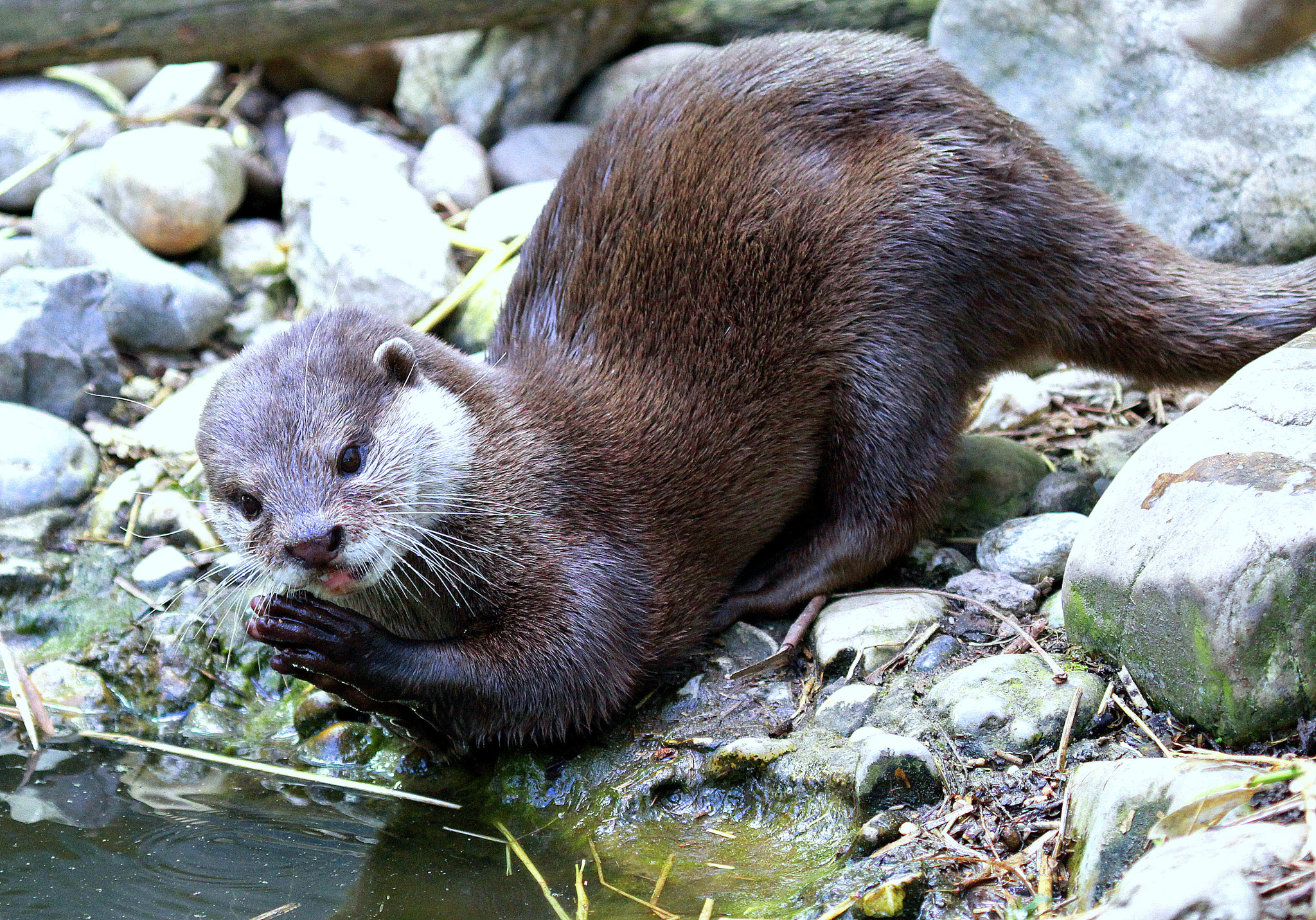 Canon EOS 7D + Canon EF 100-400mm F4.5-5.6L IS USM sample photo. Otter photography