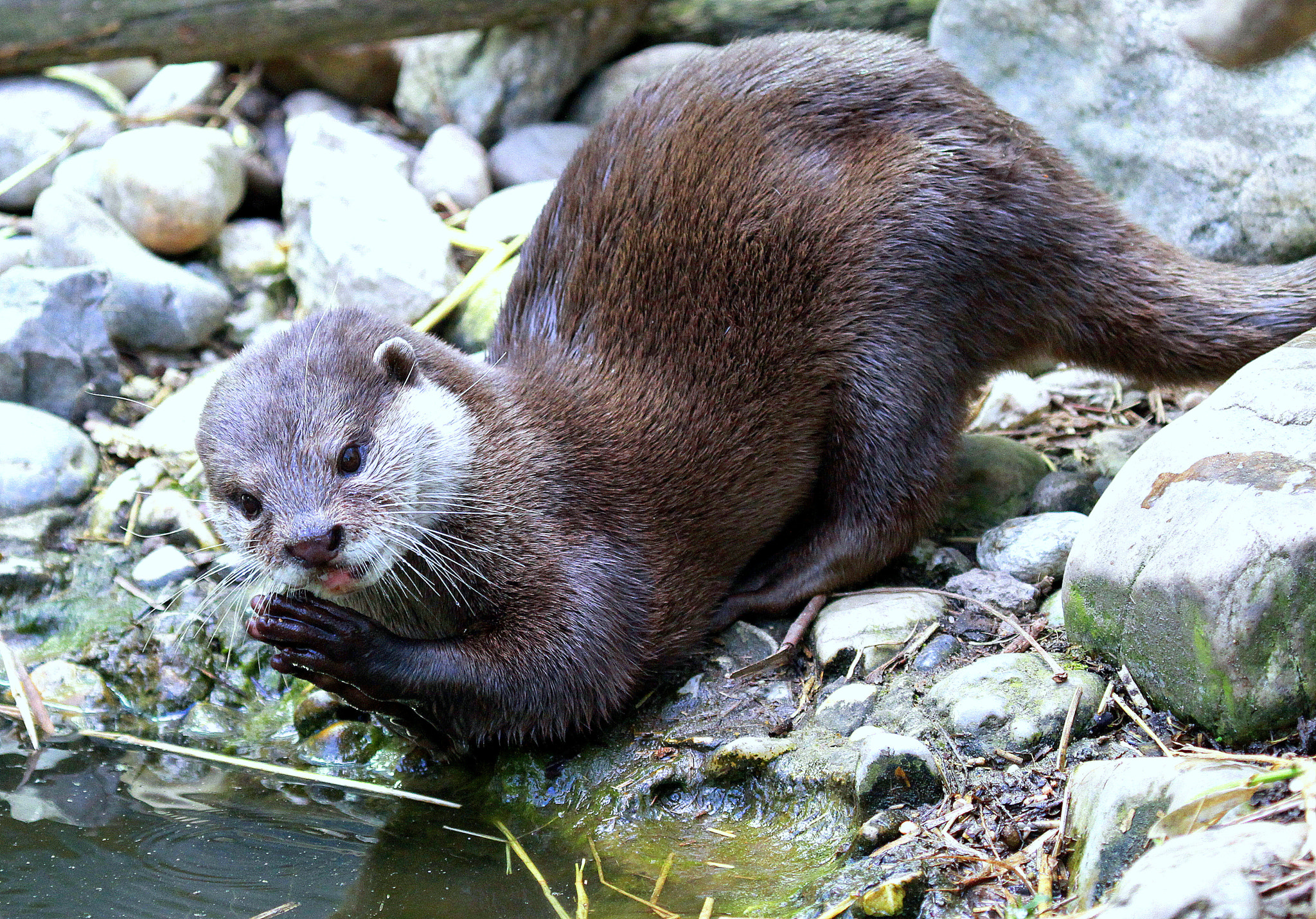 Canon EF 100-400mm F4.5-5.6L IS USM sample photo. Otter photography