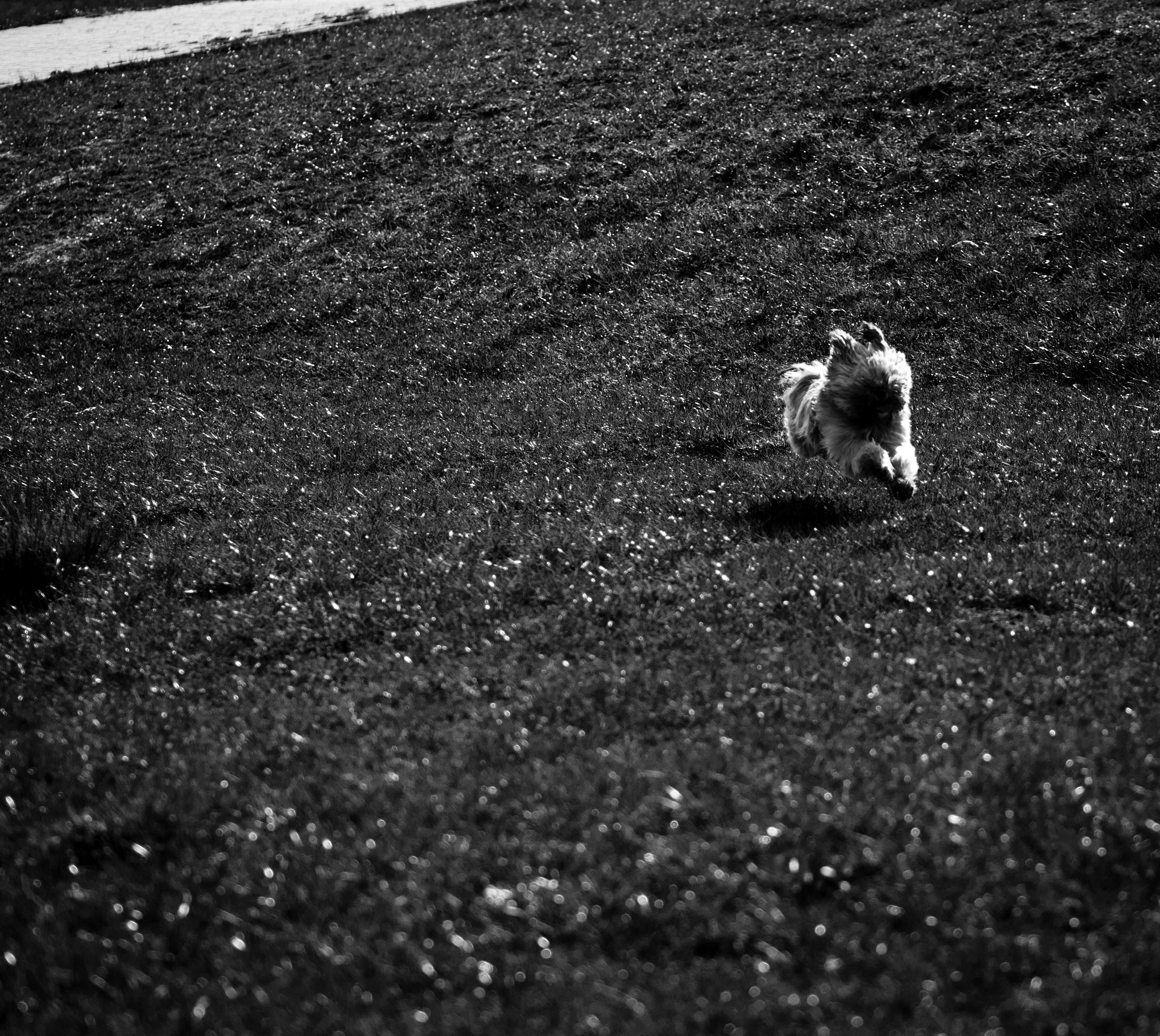 Sigma 105mm F2.8 EX DG OS HSM sample photo. Fast dog1 photography