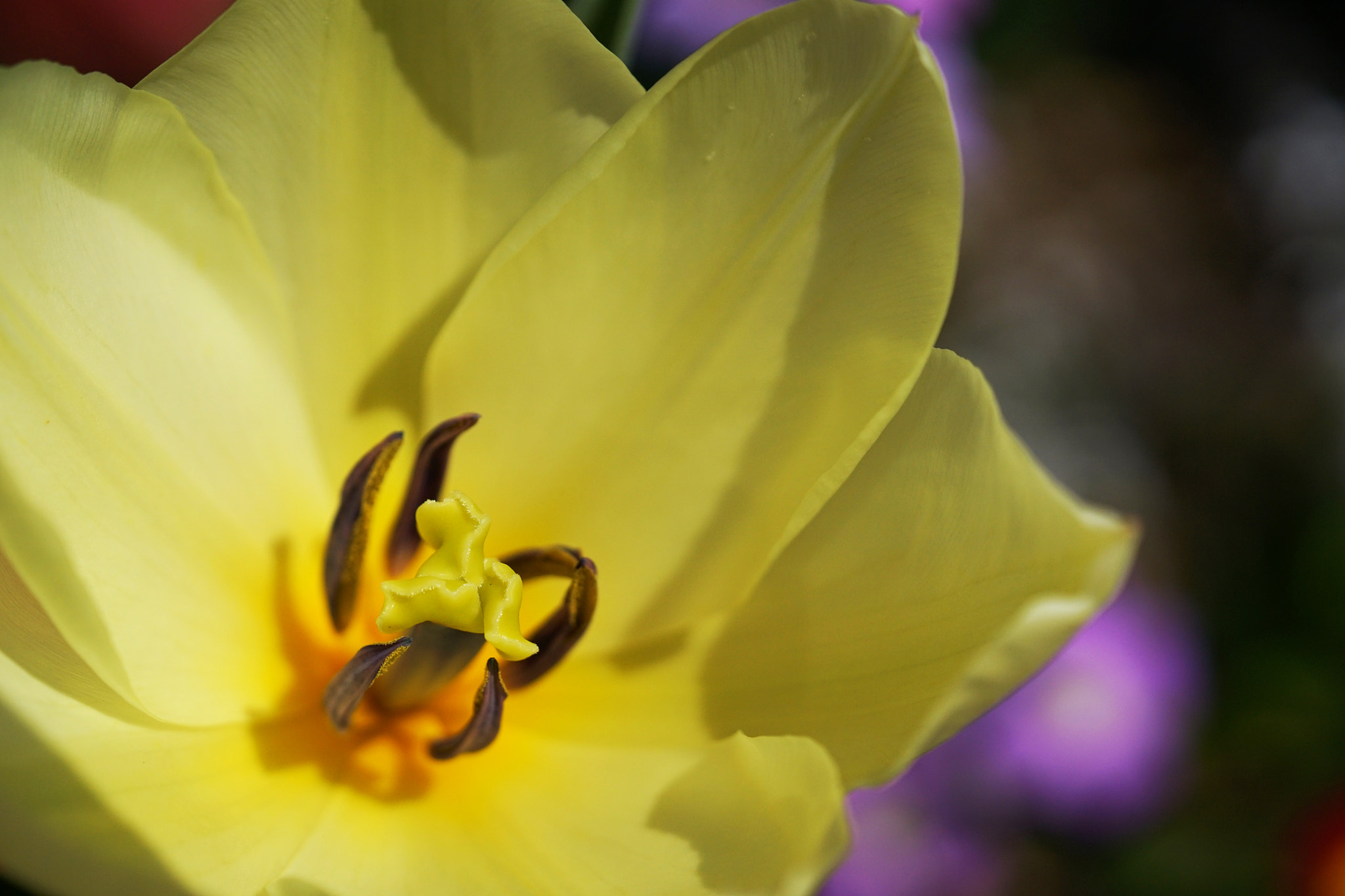 Sony a7 II + Sony FE 90mm F2.8 Macro G OSS sample photo. Tulip photography